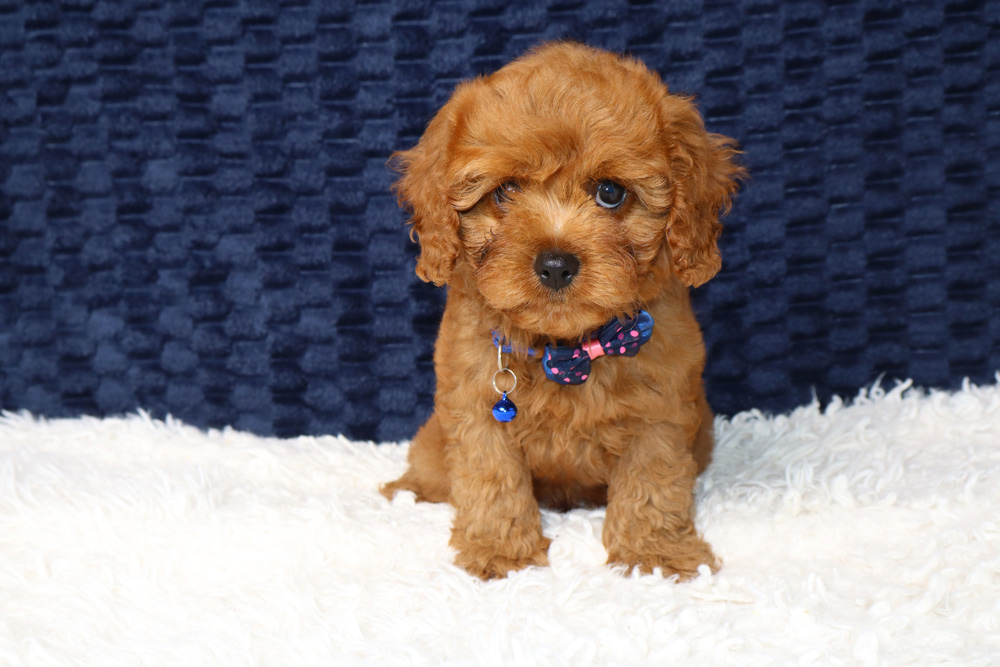 Cavapoos Puppies For Sale image 1