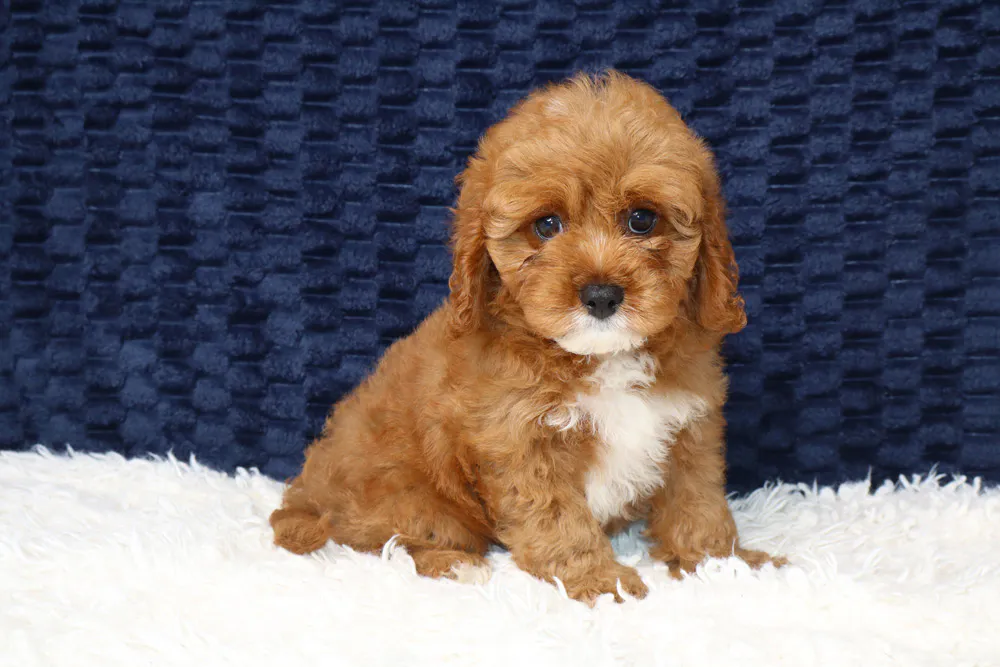 Cavapoos Puppies For Sale image 2