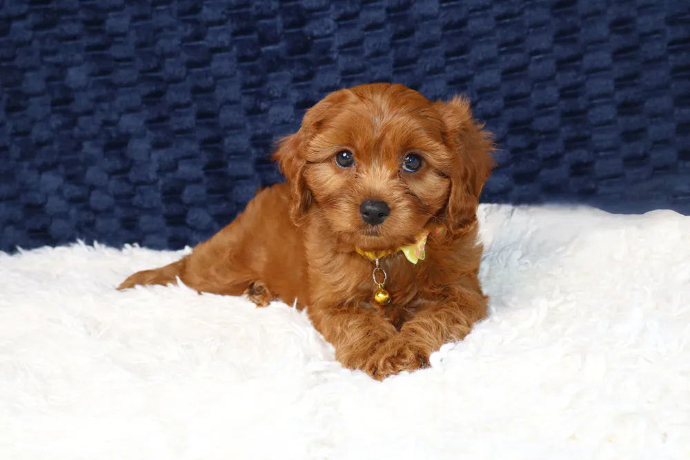 Cavapoos Puppies For Sale image 3