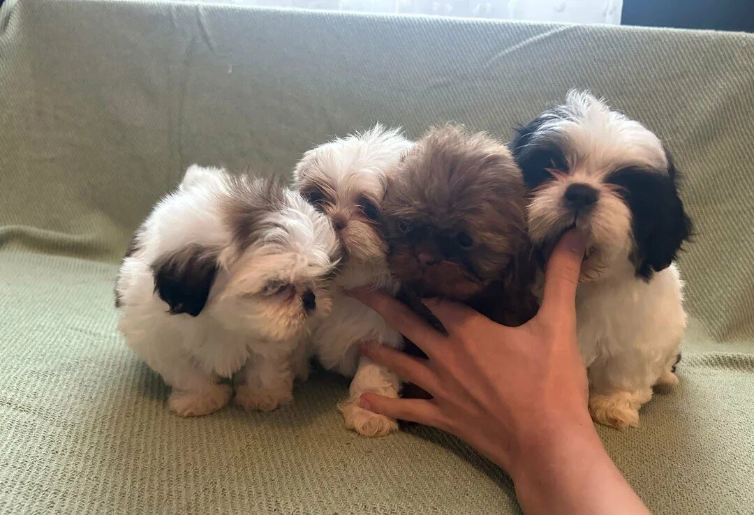 Shih Tzu Puppies For Sale image 1