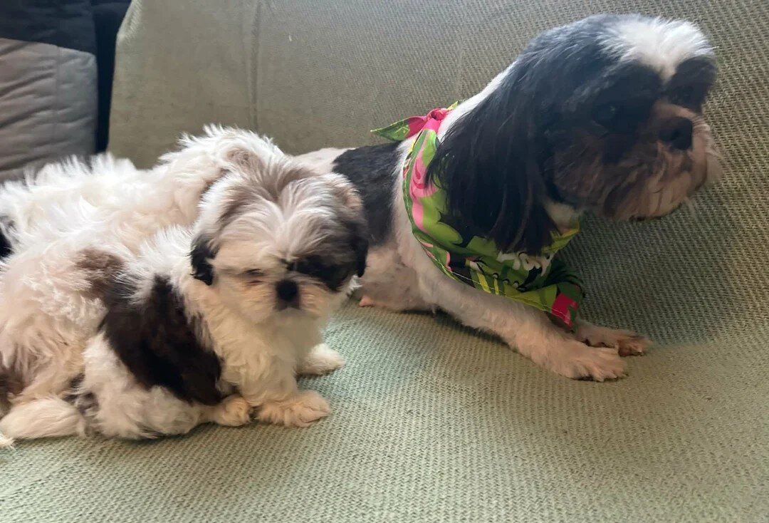 Shih Tzu Puppies For Sale image 2