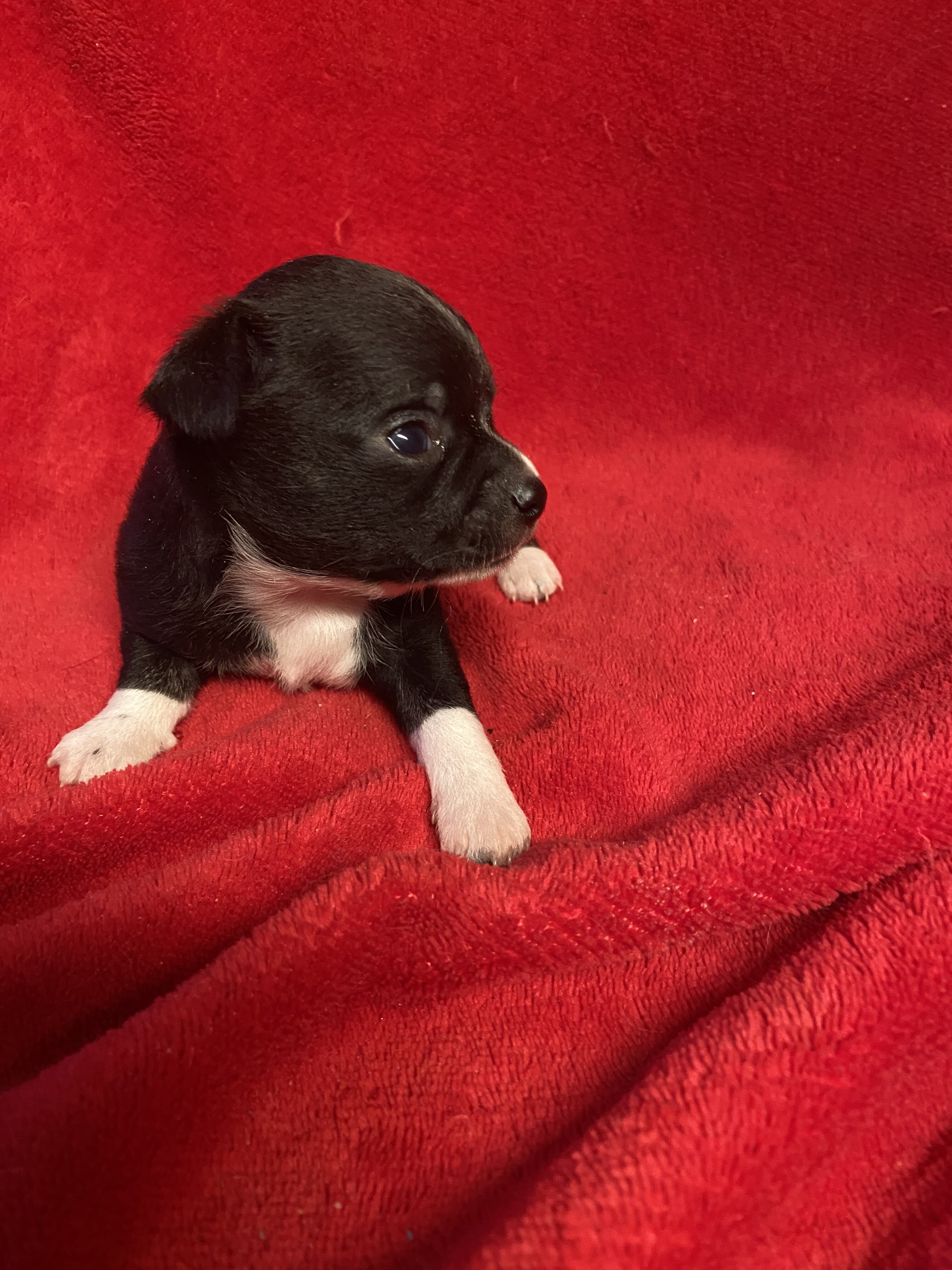Chihuahua puppies image 3