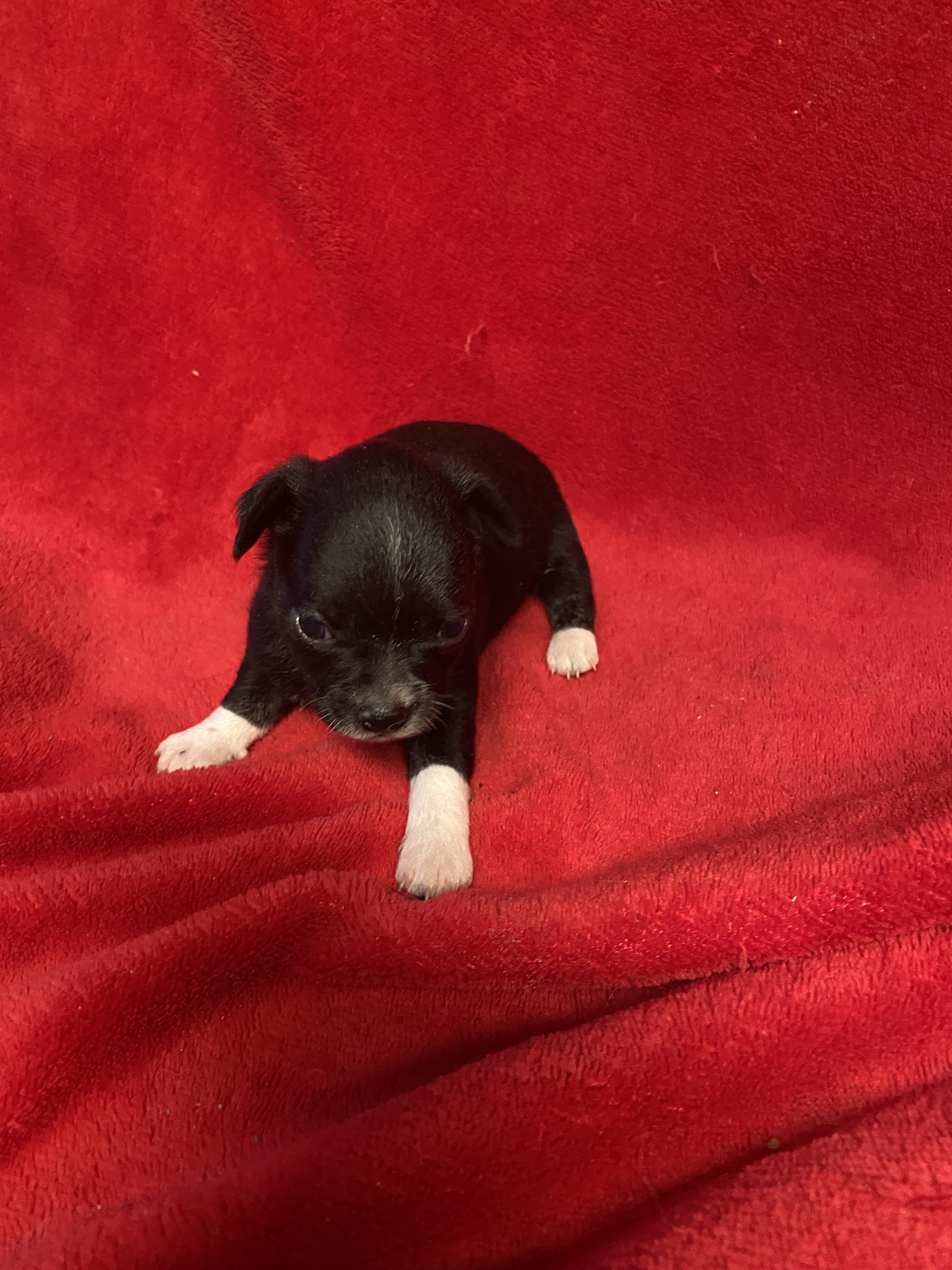 Chihuahua puppies image 4
