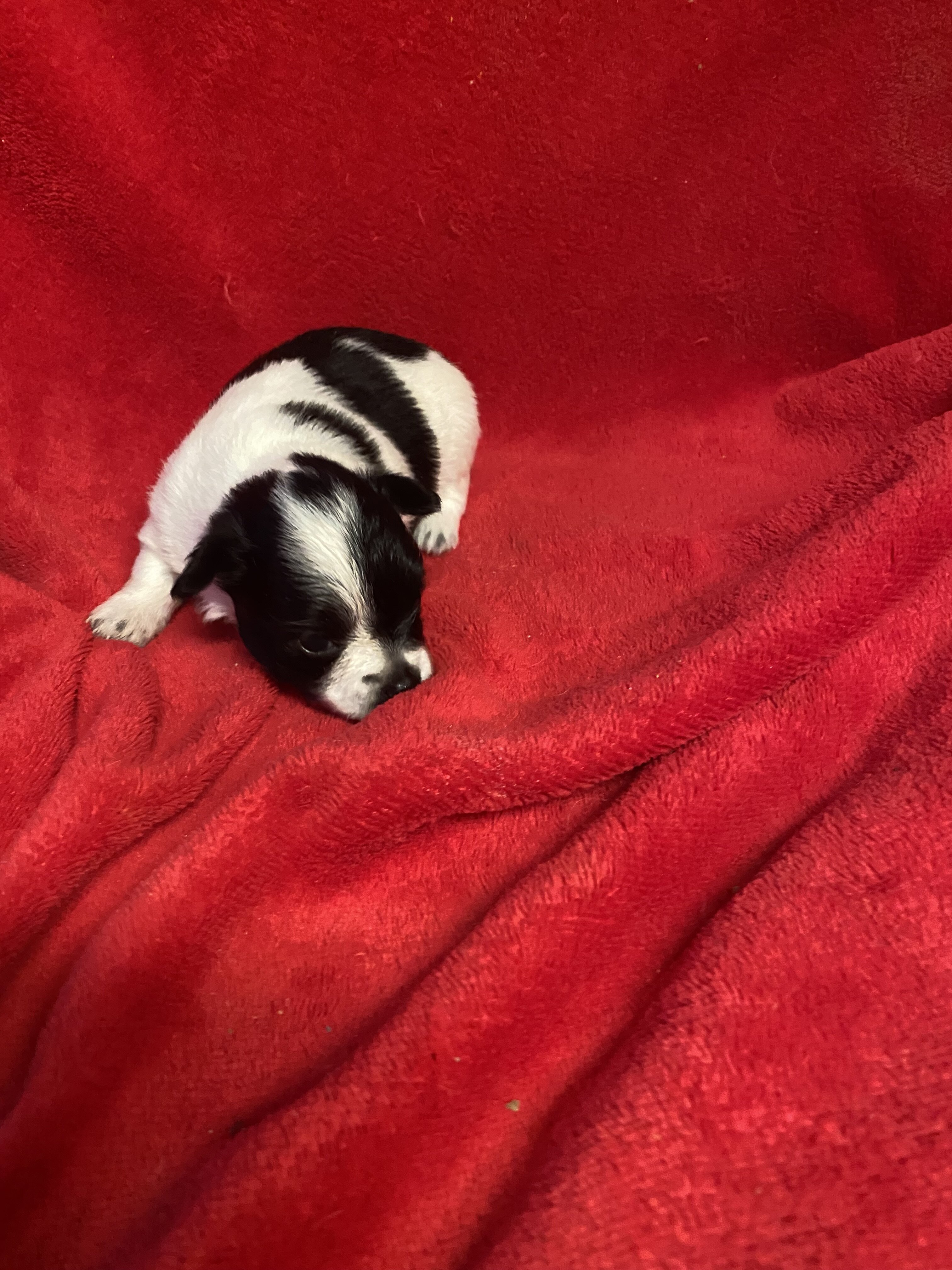Chihuahua puppies image 1