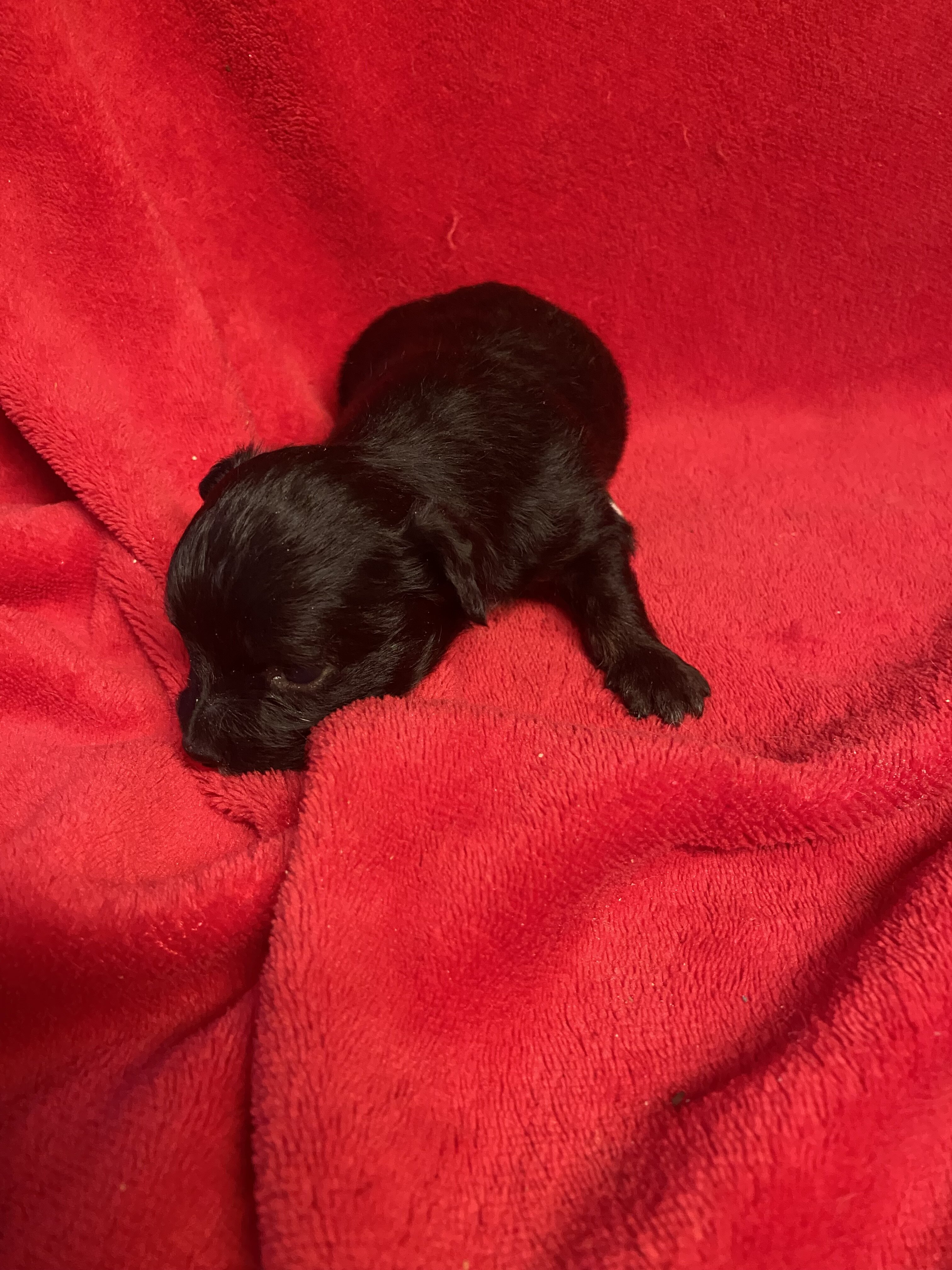Chihuahua puppies image 5