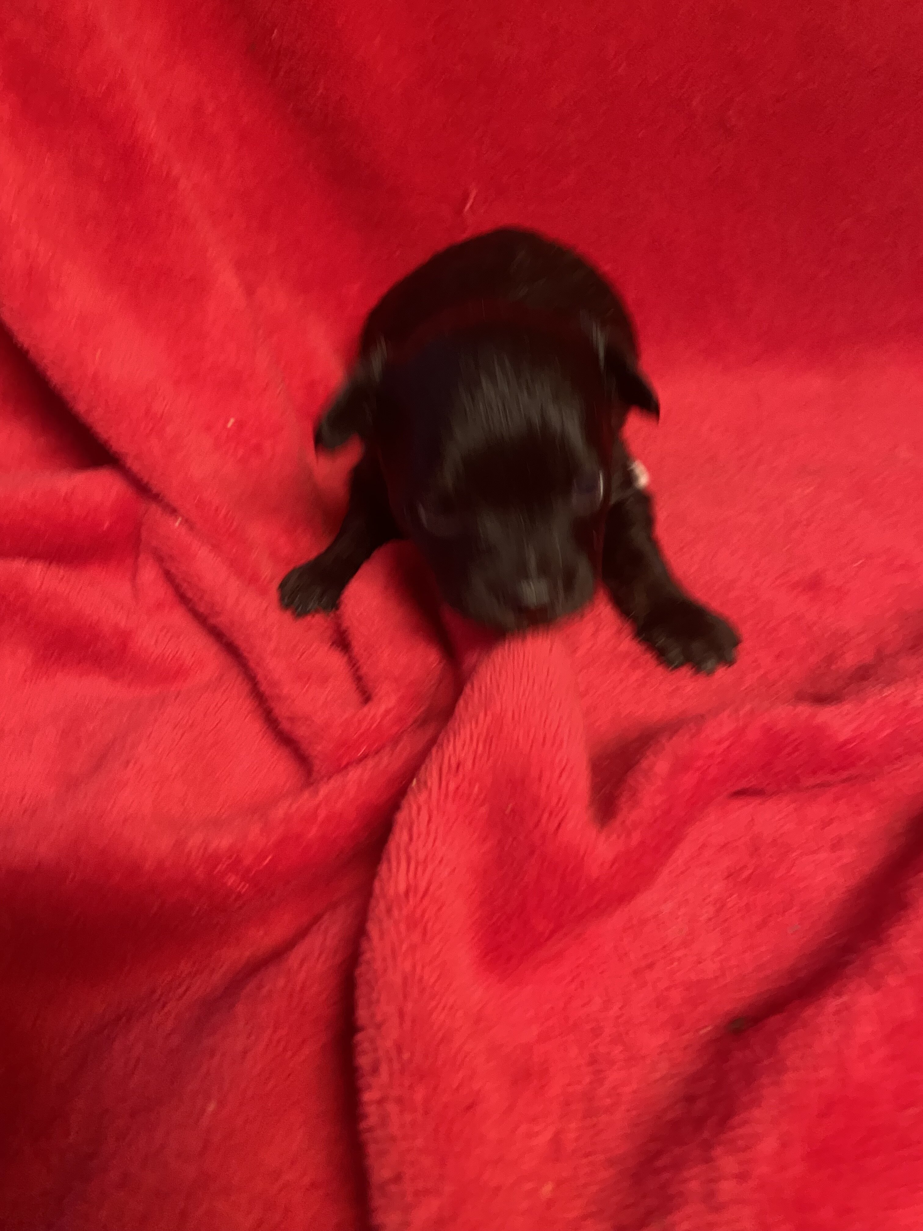 Chihuahua puppies image 6