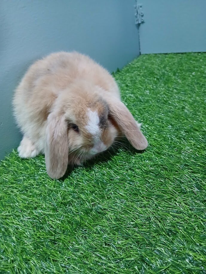 Purebred Holland Lop Bunny image 1
