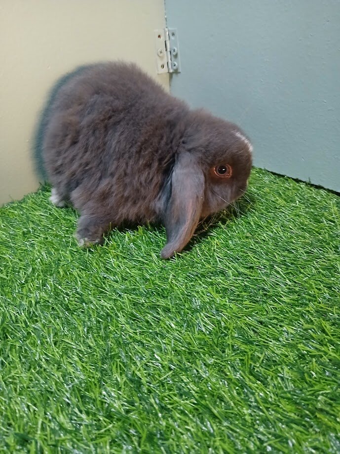 Holland Lop Bunny image 1