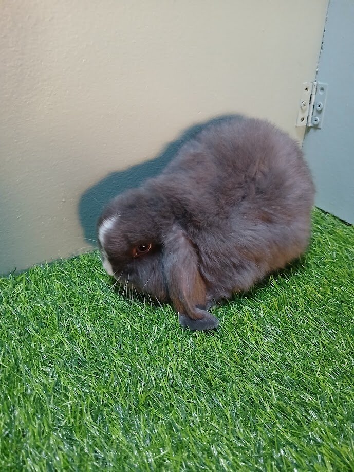 Holland Lop Bunny image 2