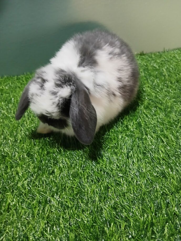 Holland Lop Baby image 2