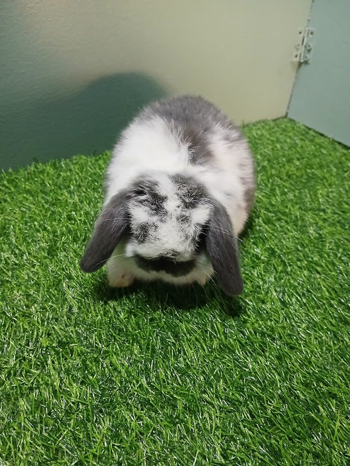 Holland Lop Baby image 1