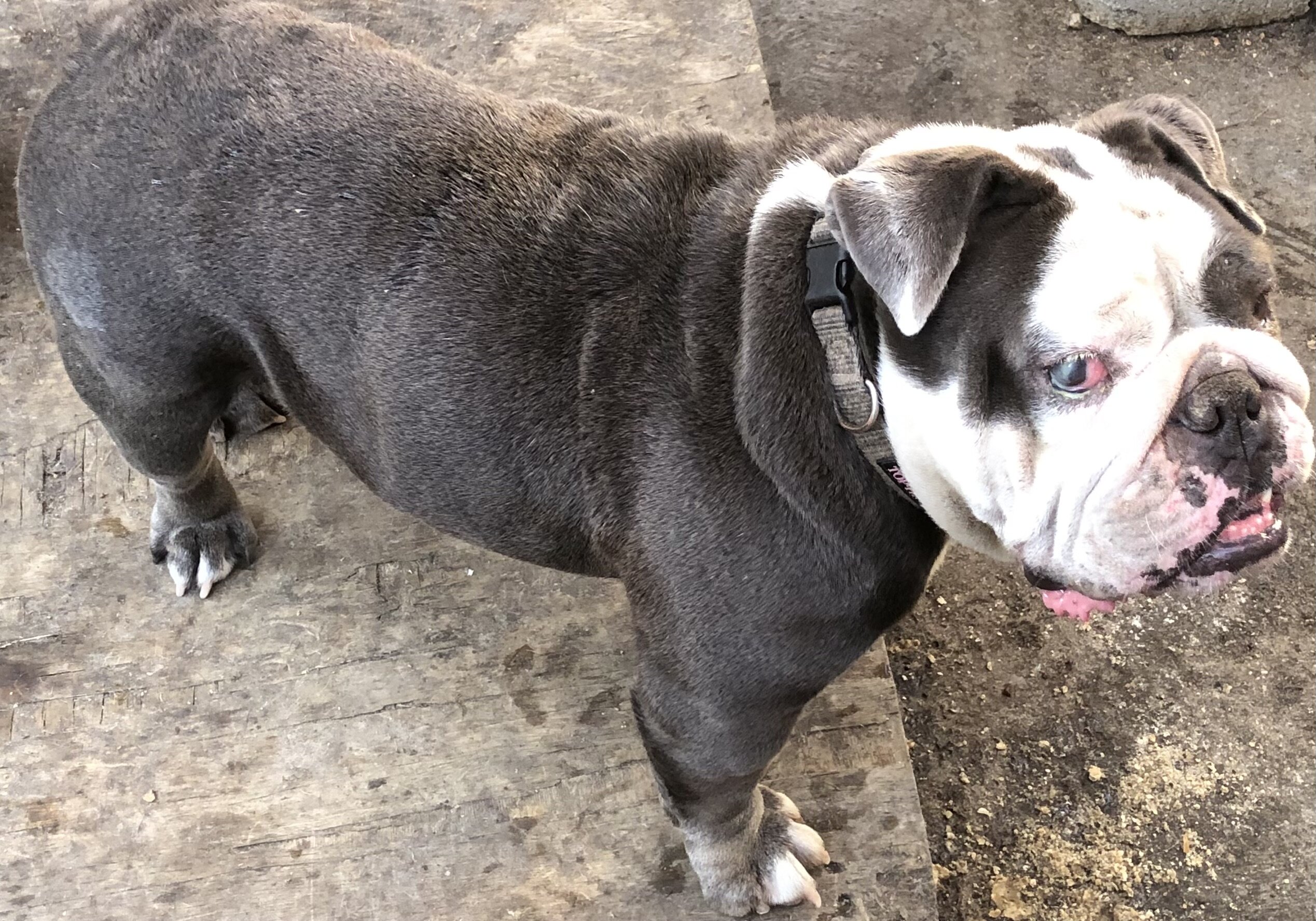 Rehoming dog image 4