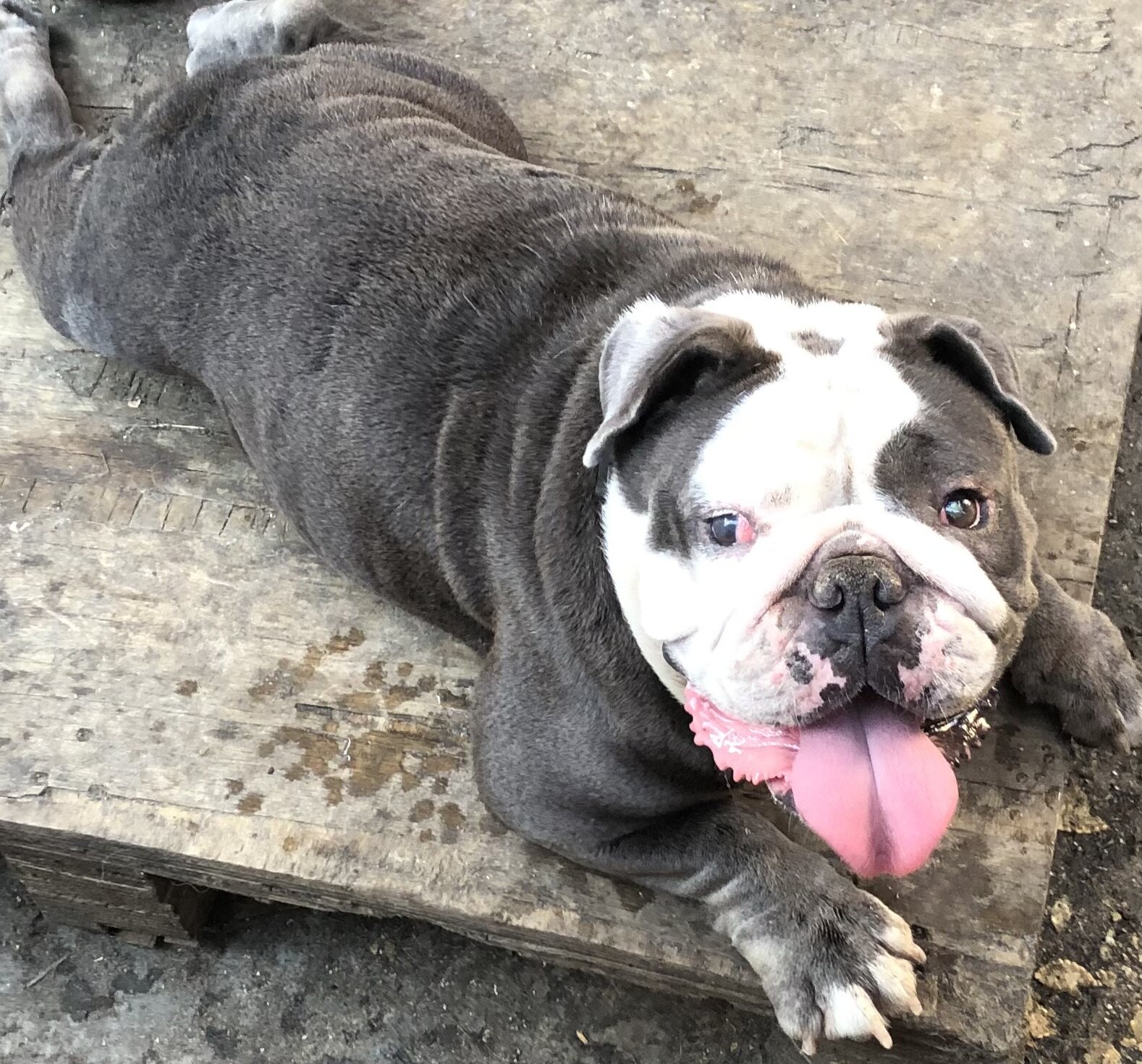 Rehoming dog image 1