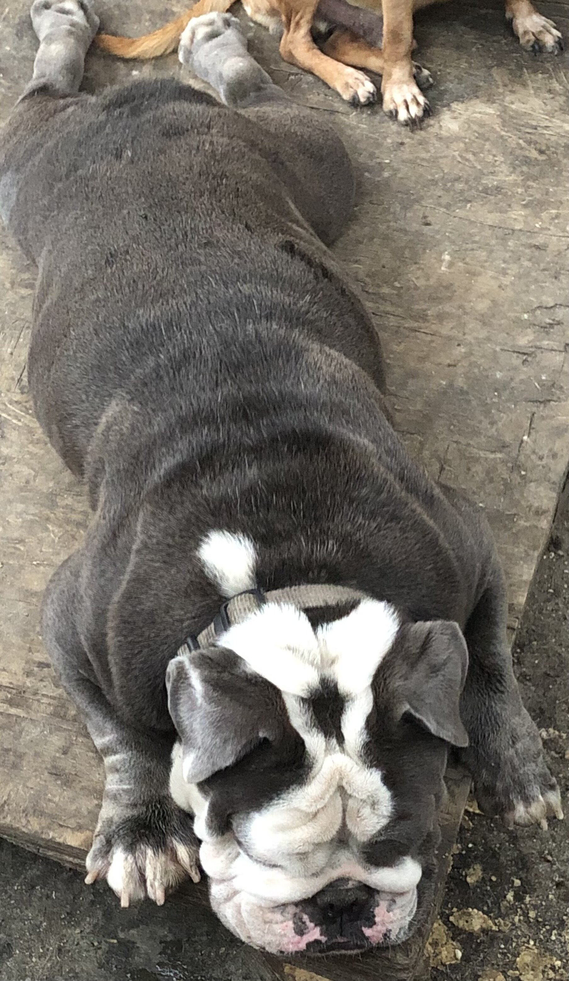 Rehoming dog image 3
