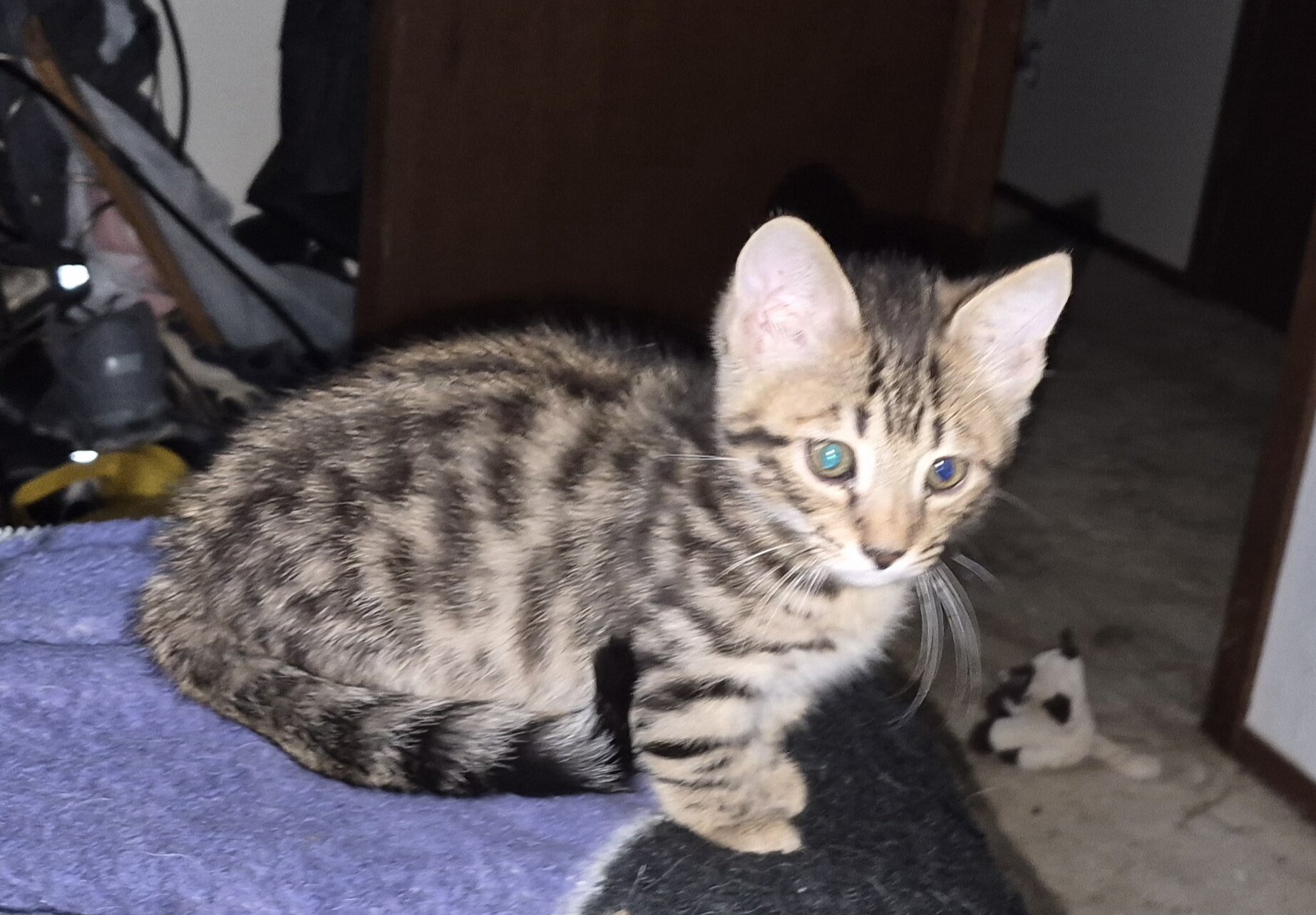 Bengal munchkin mix kitten image 2