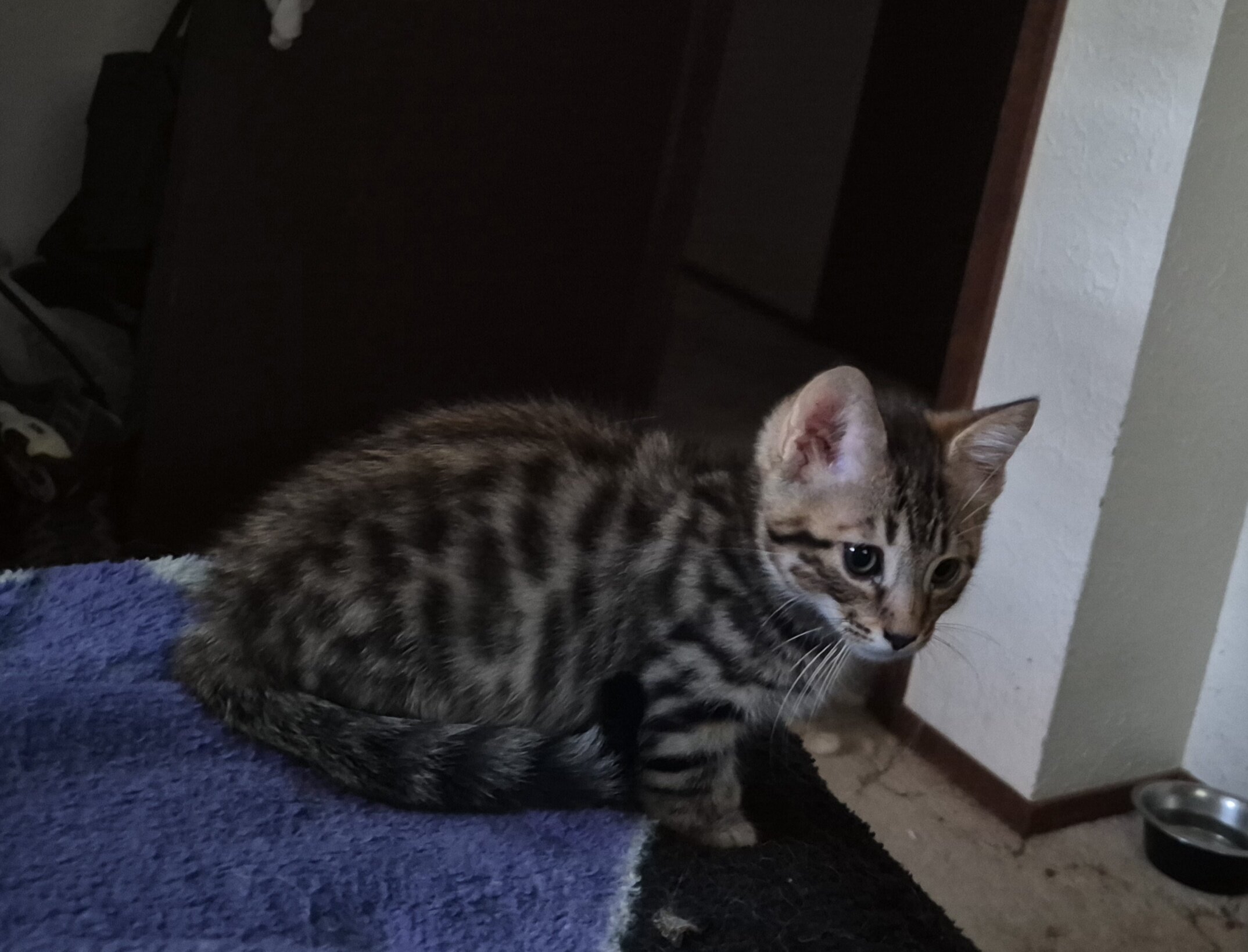 Bengal munchkin mix kitten image 1
