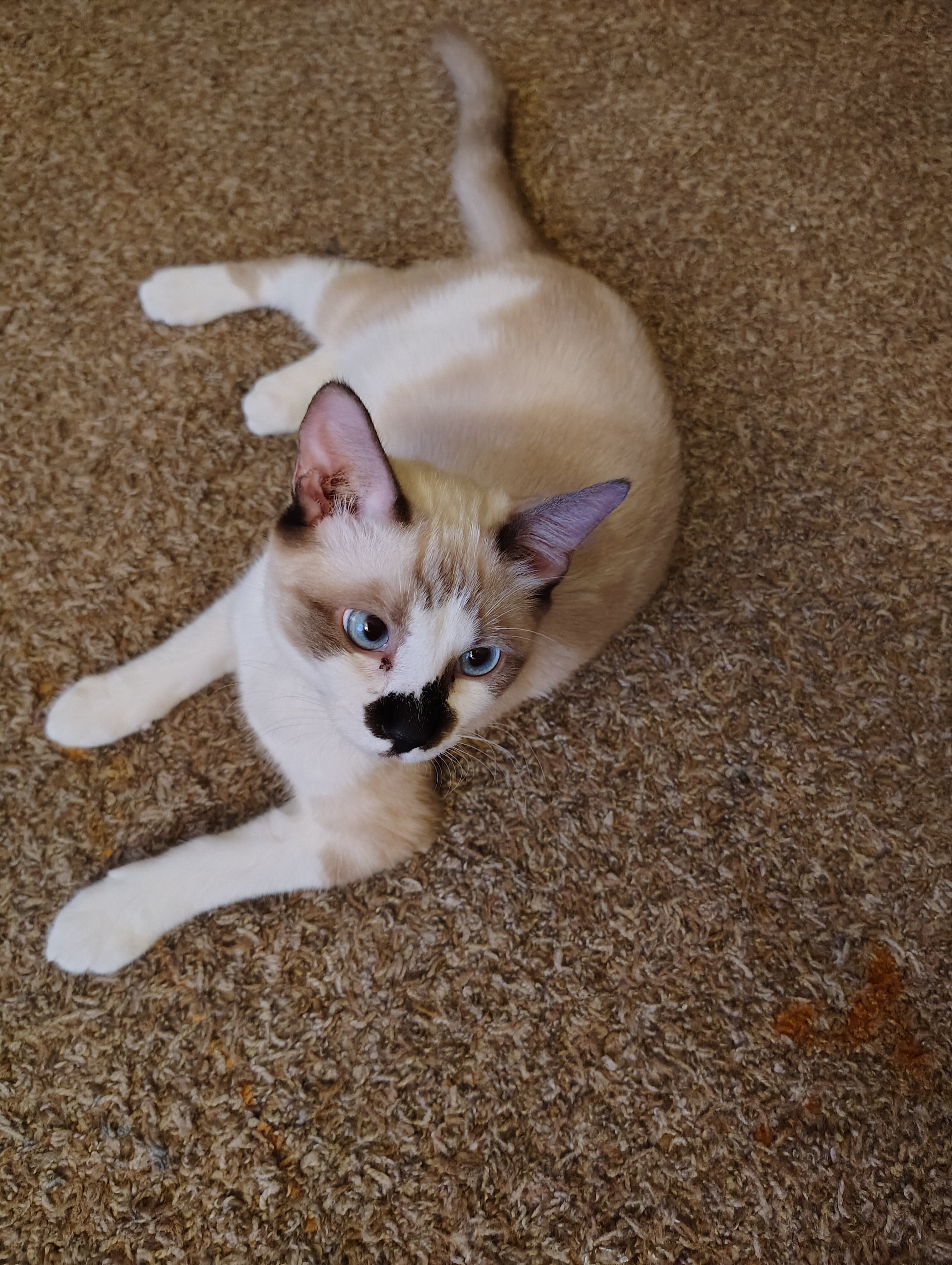Ragdoll kitten image 1