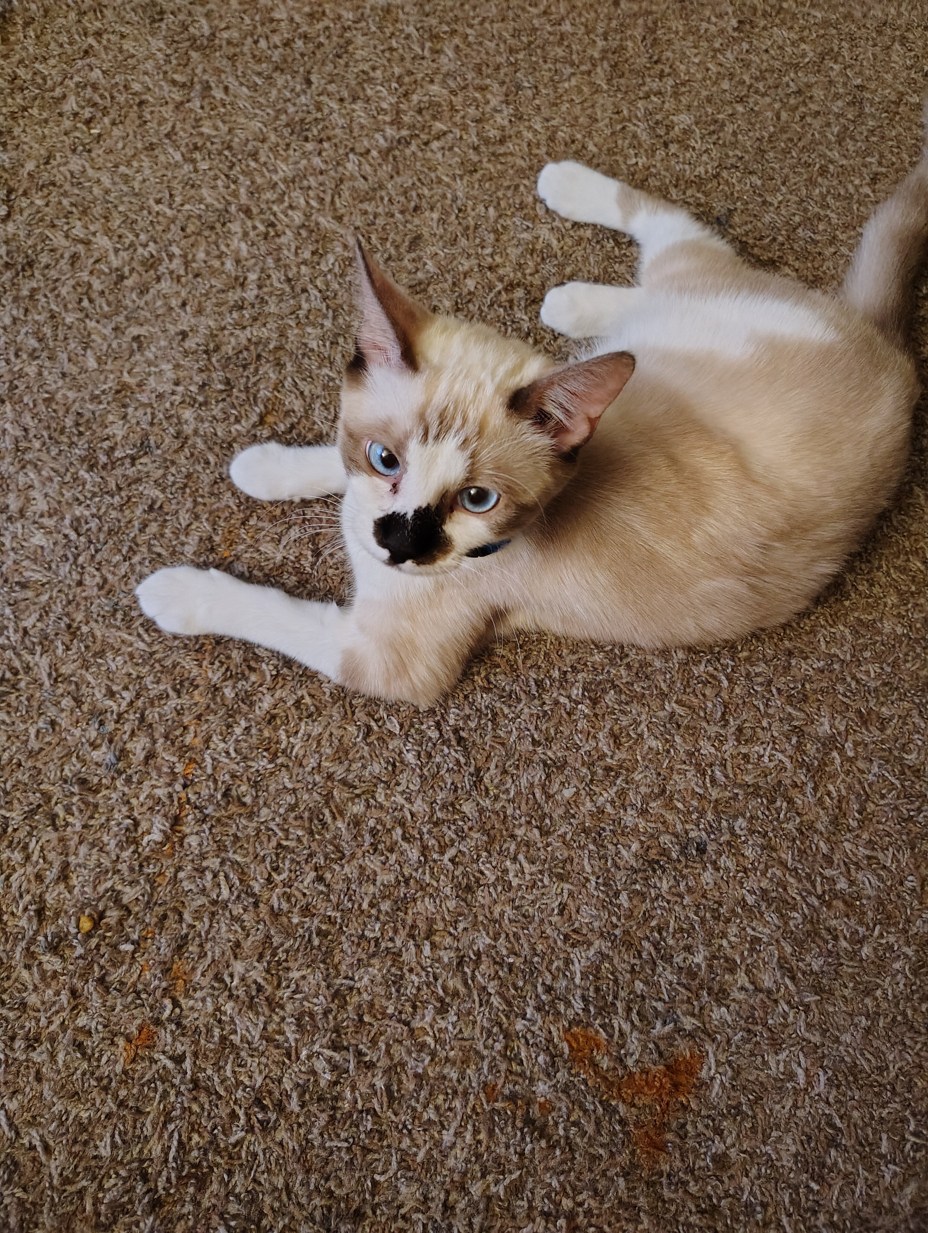 Ragdoll kitten image 2