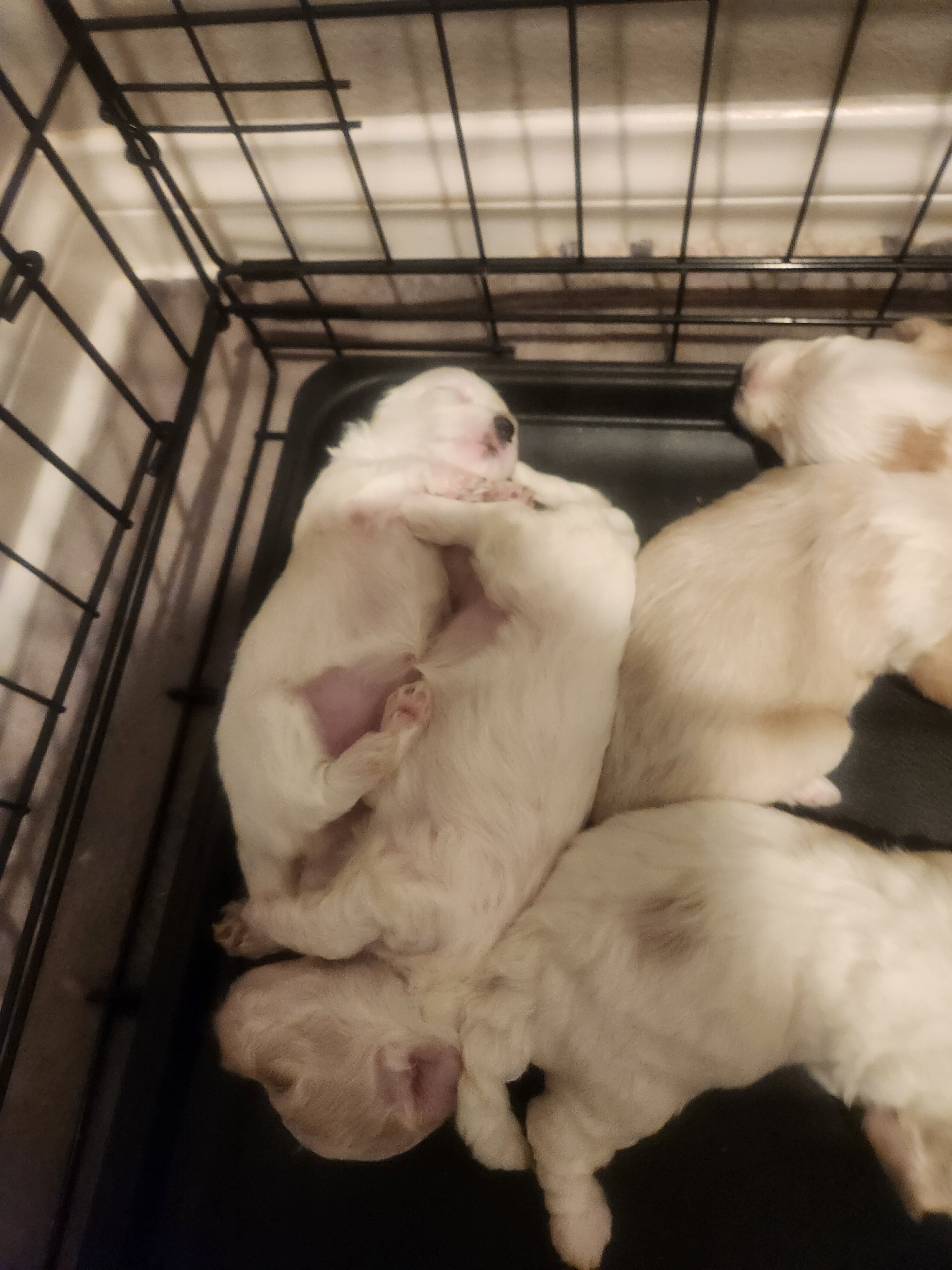 4 Girl Maltipoo 5 weeks old $950 image 6