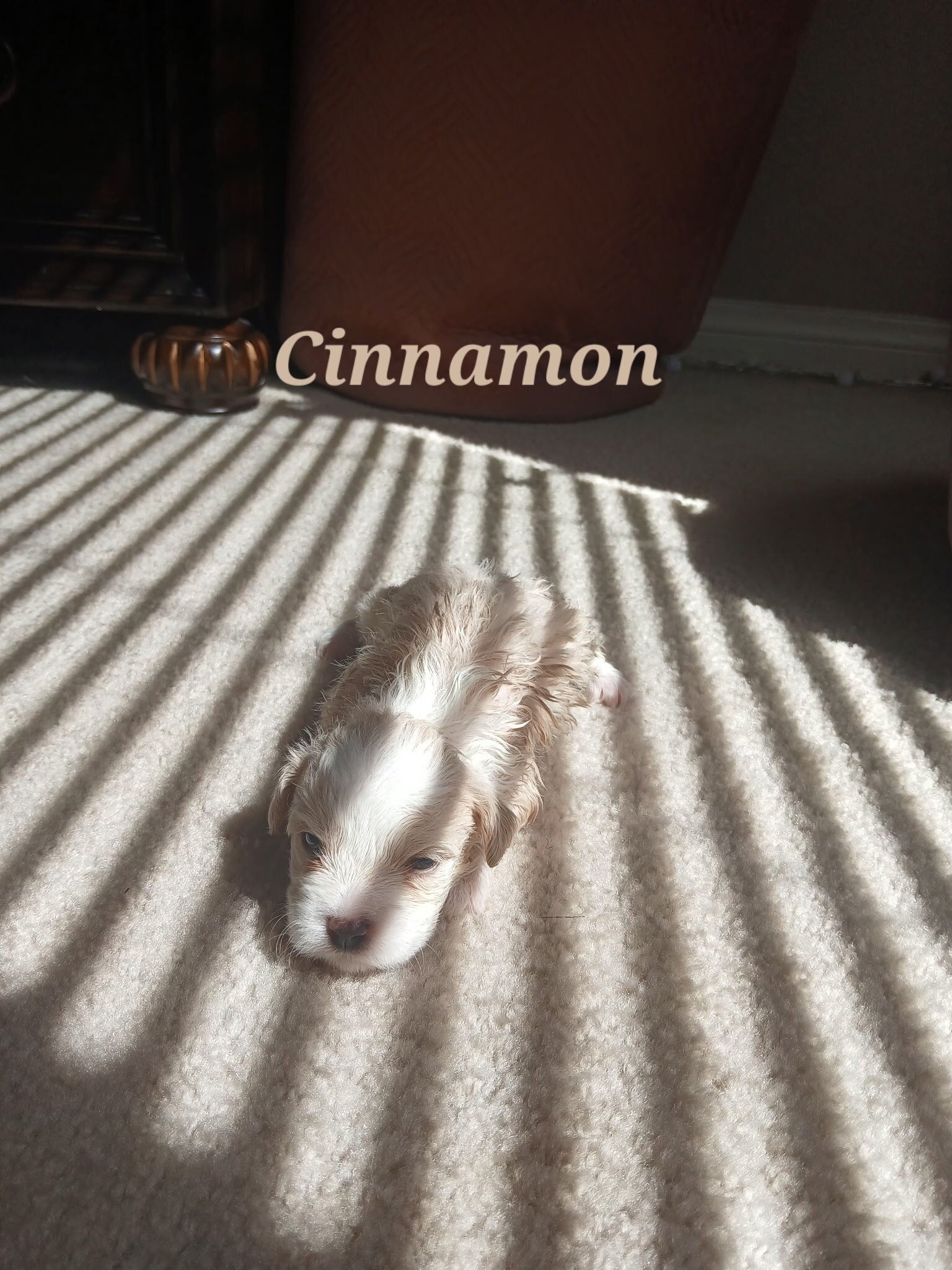 4 Girl Maltipoo 5 weeks old $950 image 7