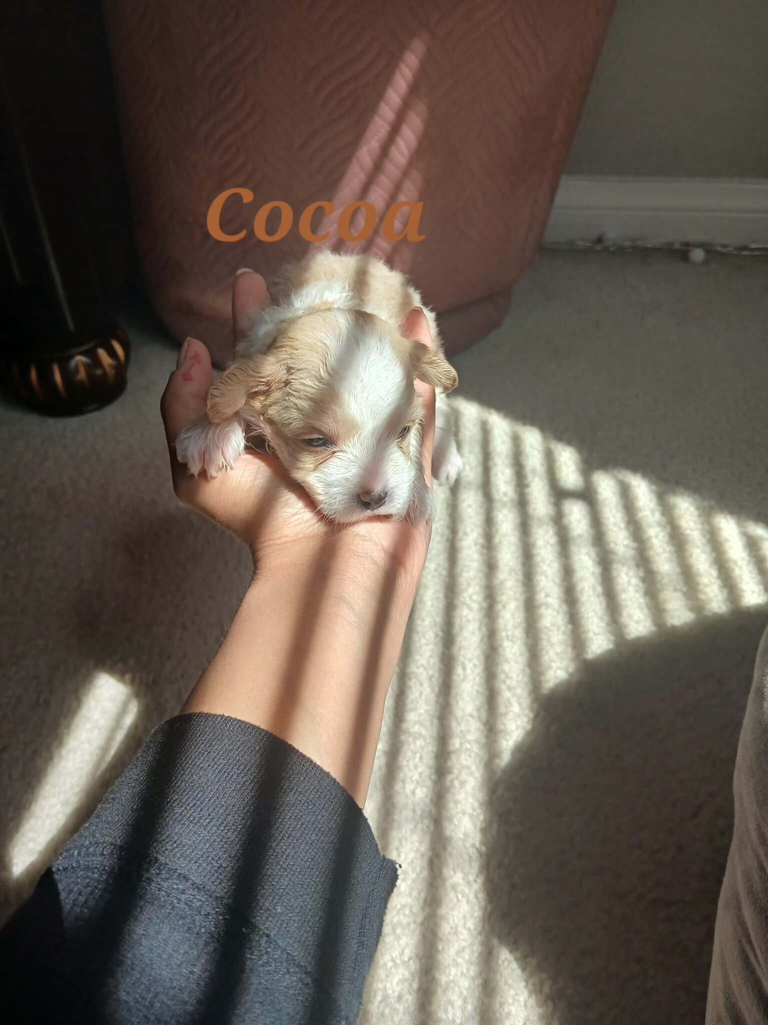4 Girl Maltipoo 5 weeks old $950 image 2