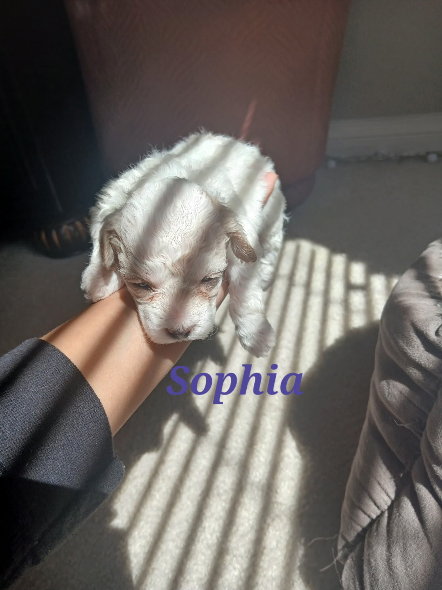 4 Girl Maltipoo 5 weeks old $950 image 4