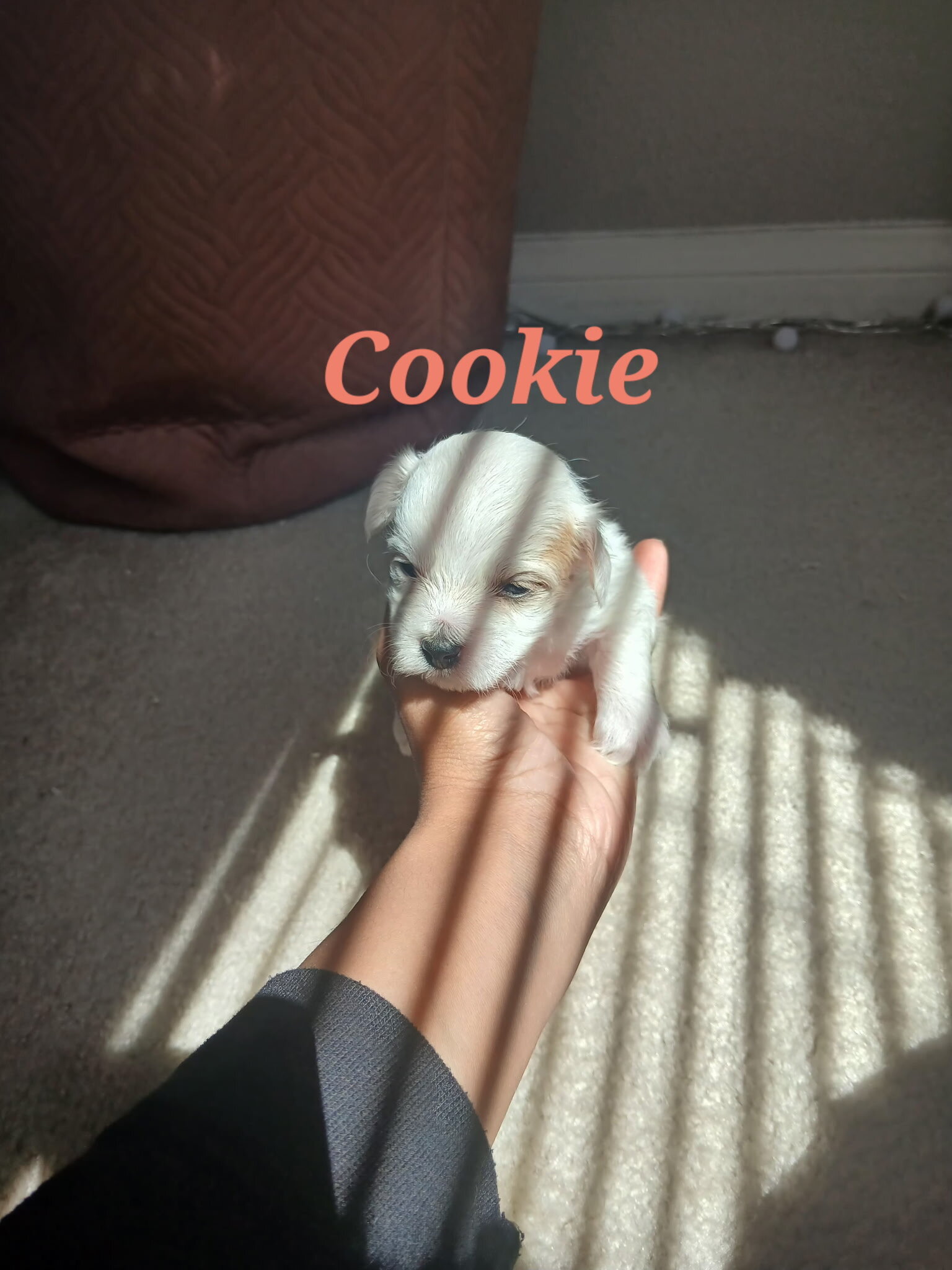 4 Girl Maltipoo 5 weeks old $950 image 3