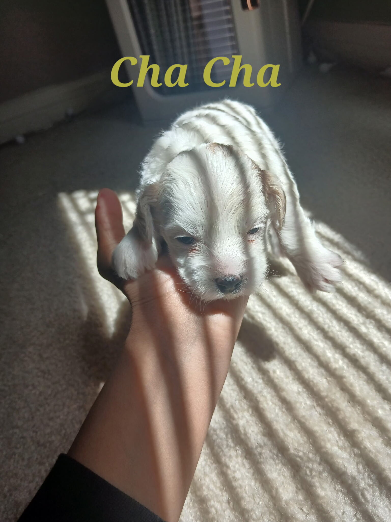 4 Girl Maltipoo 5 weeks old $950 image 5
