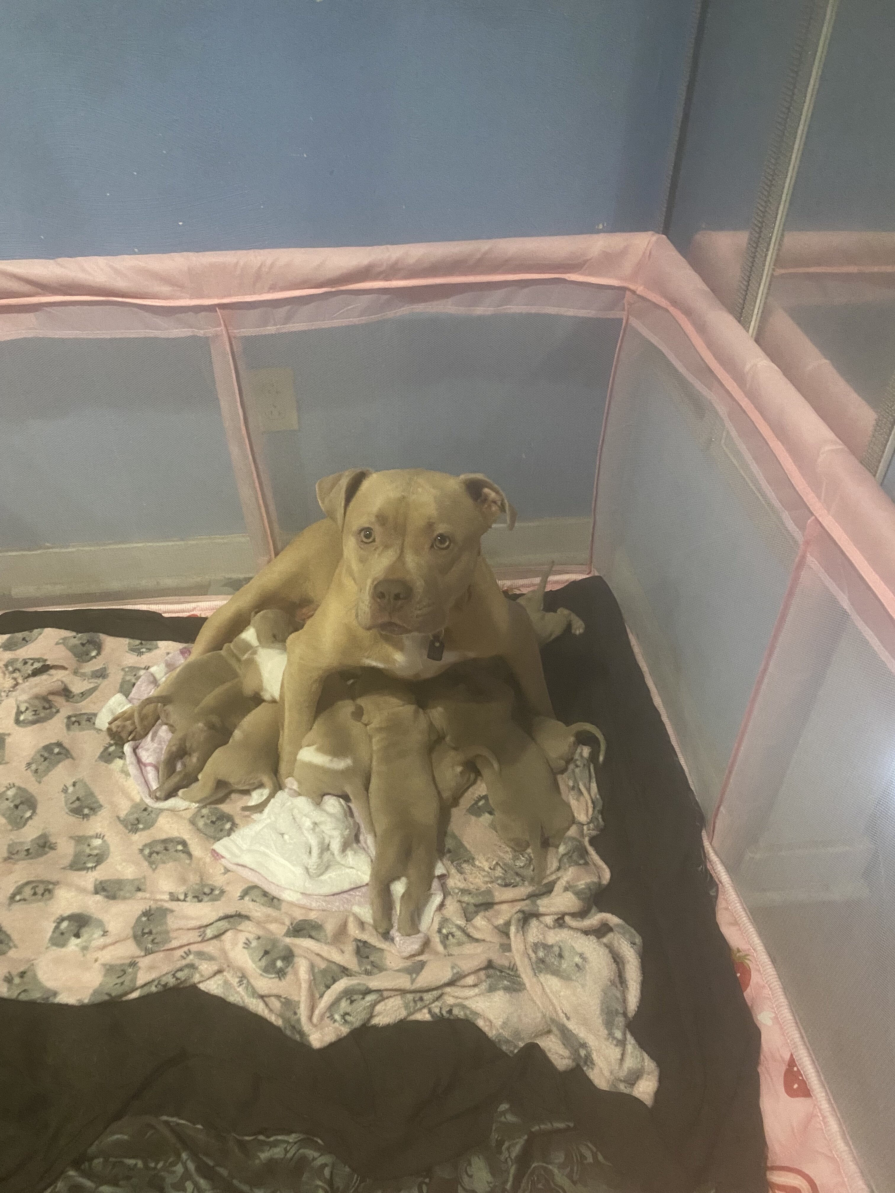 Puppy image 1