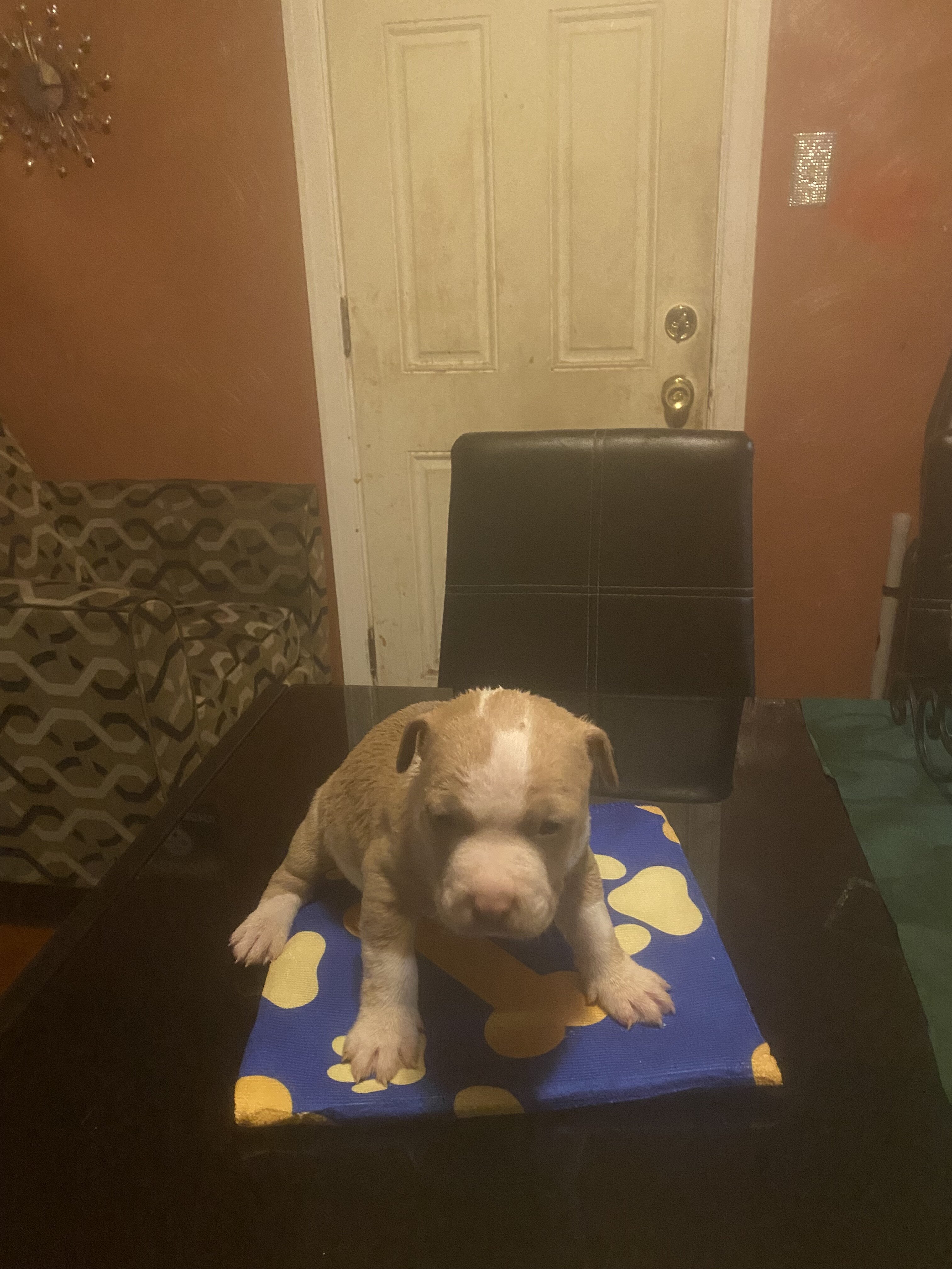 Puppy image 2