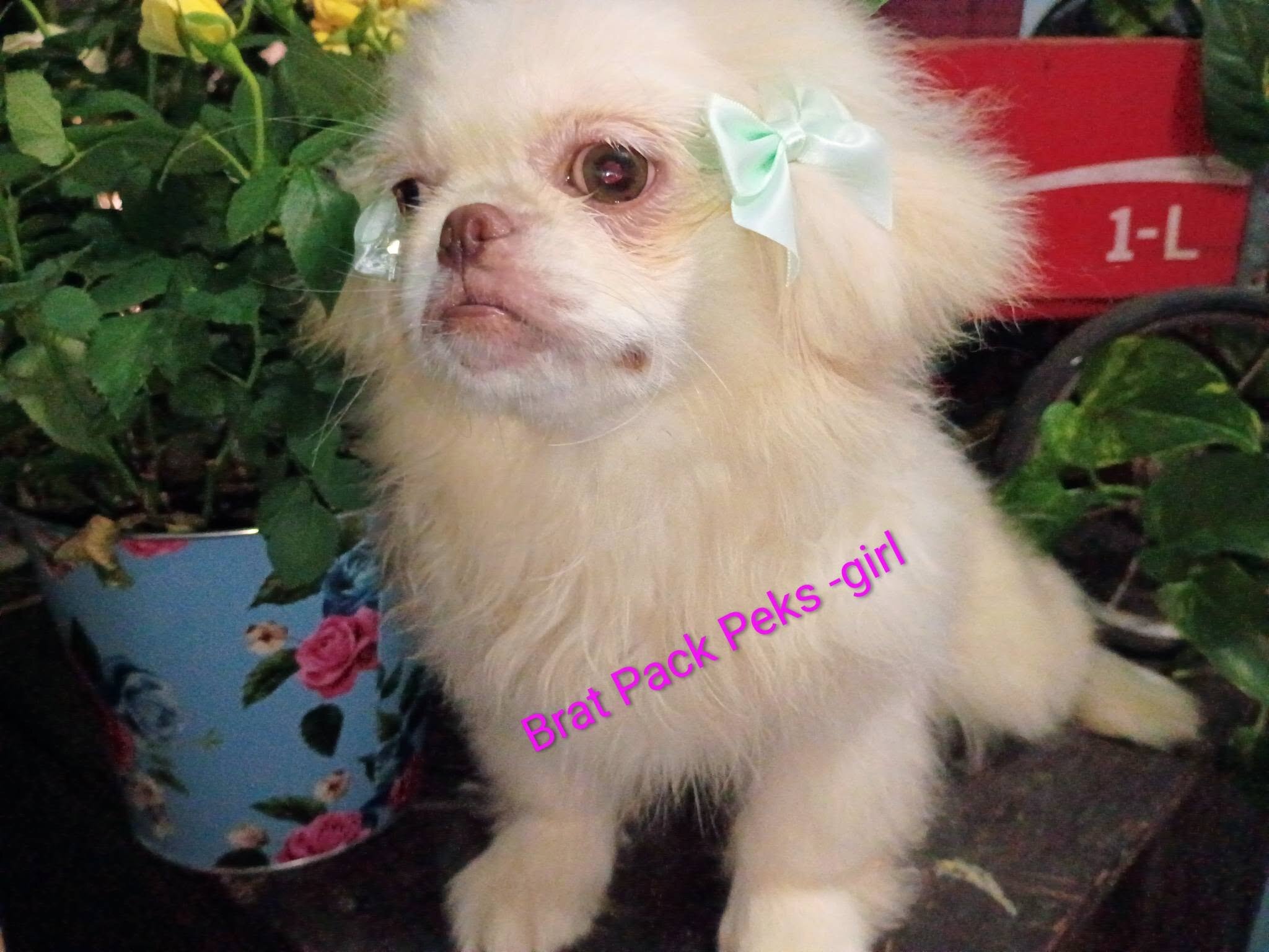 C.K.C. / U.T.D. Pekingese image 2