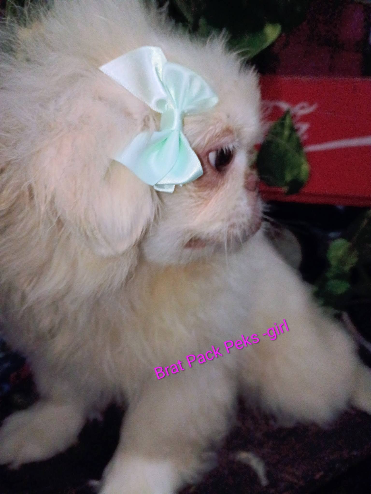C.K.C. / U.T.D. Pekingese image 3
