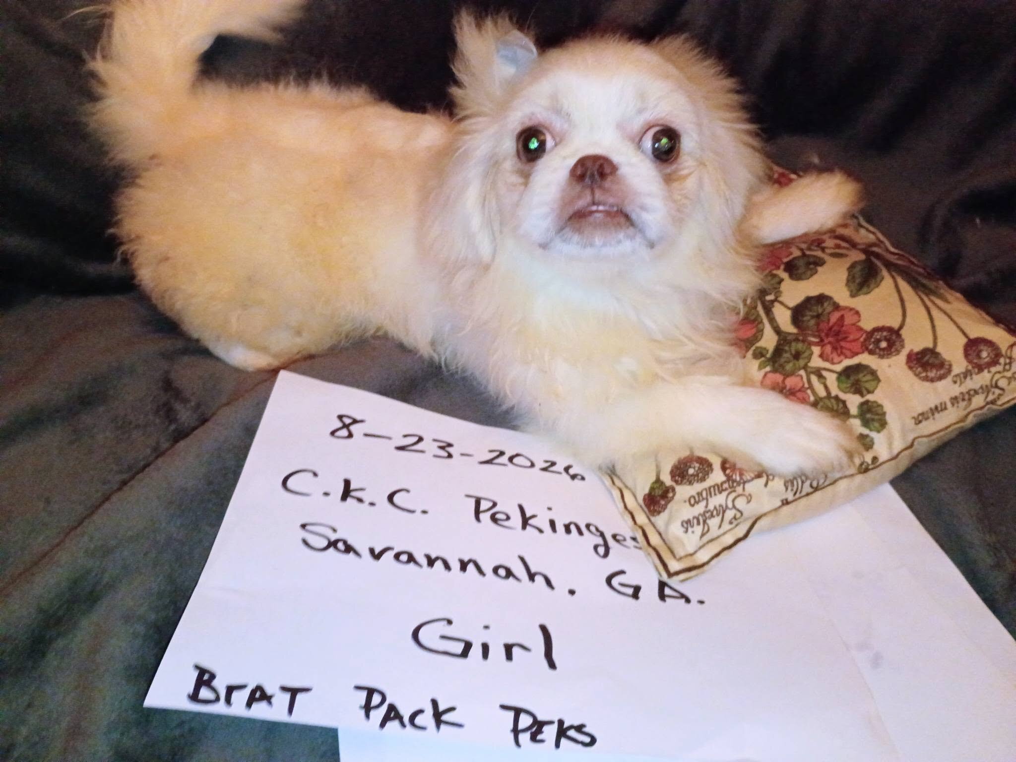 C.K.C. / U.T.D. Pekingese image 1