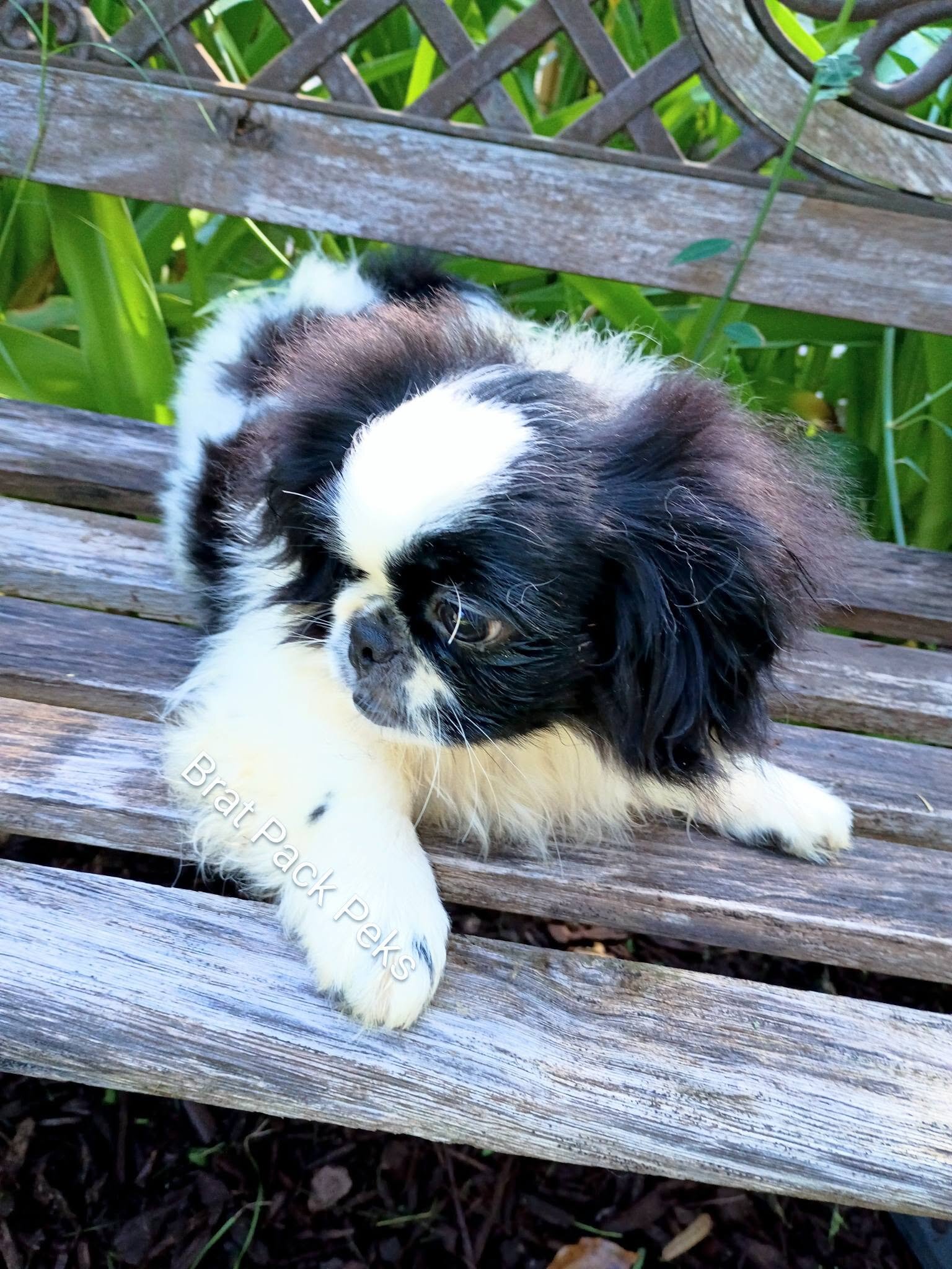 CKC/UTD Pekingese image 2