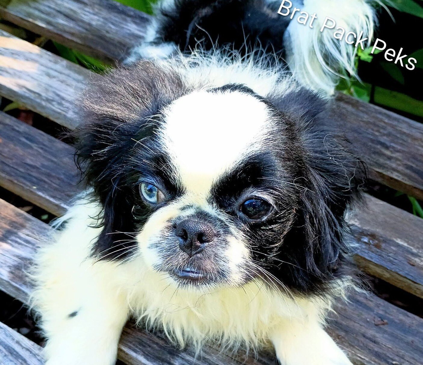 CKC/UTD Pekingese image 1