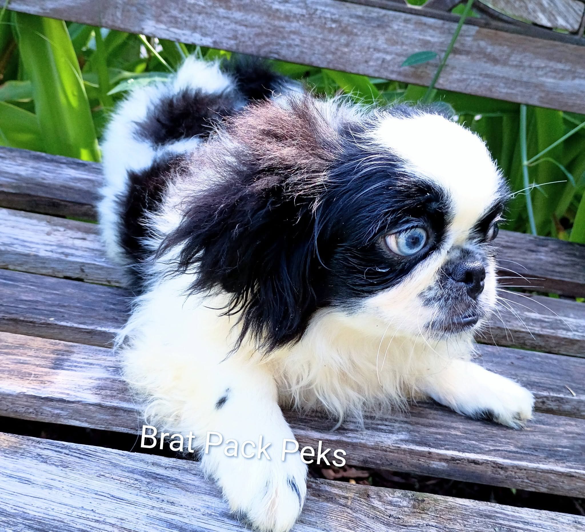 CKC/UTD Pekingese image 3