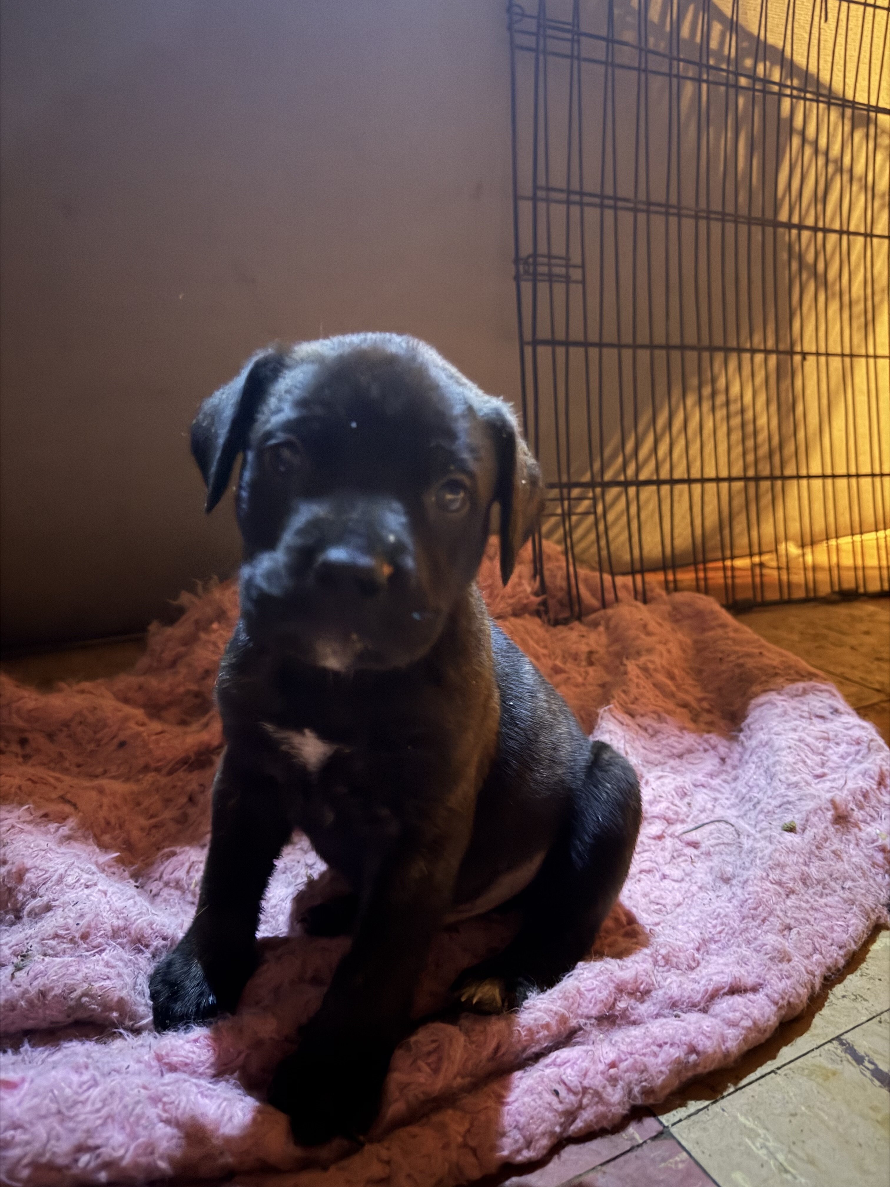 4 mastiffs Great Dane puppies image 1