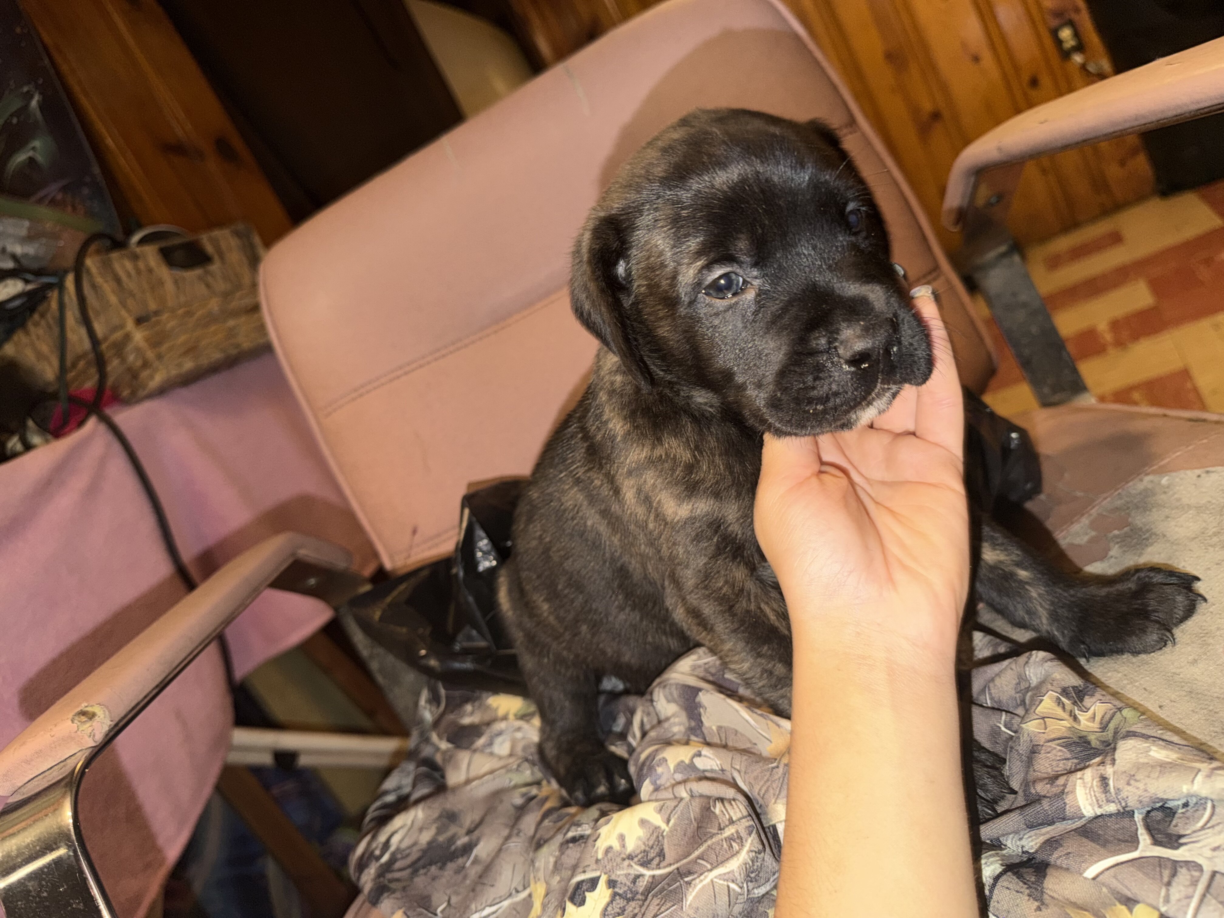 4 mastiffs Great Dane puppies image 2