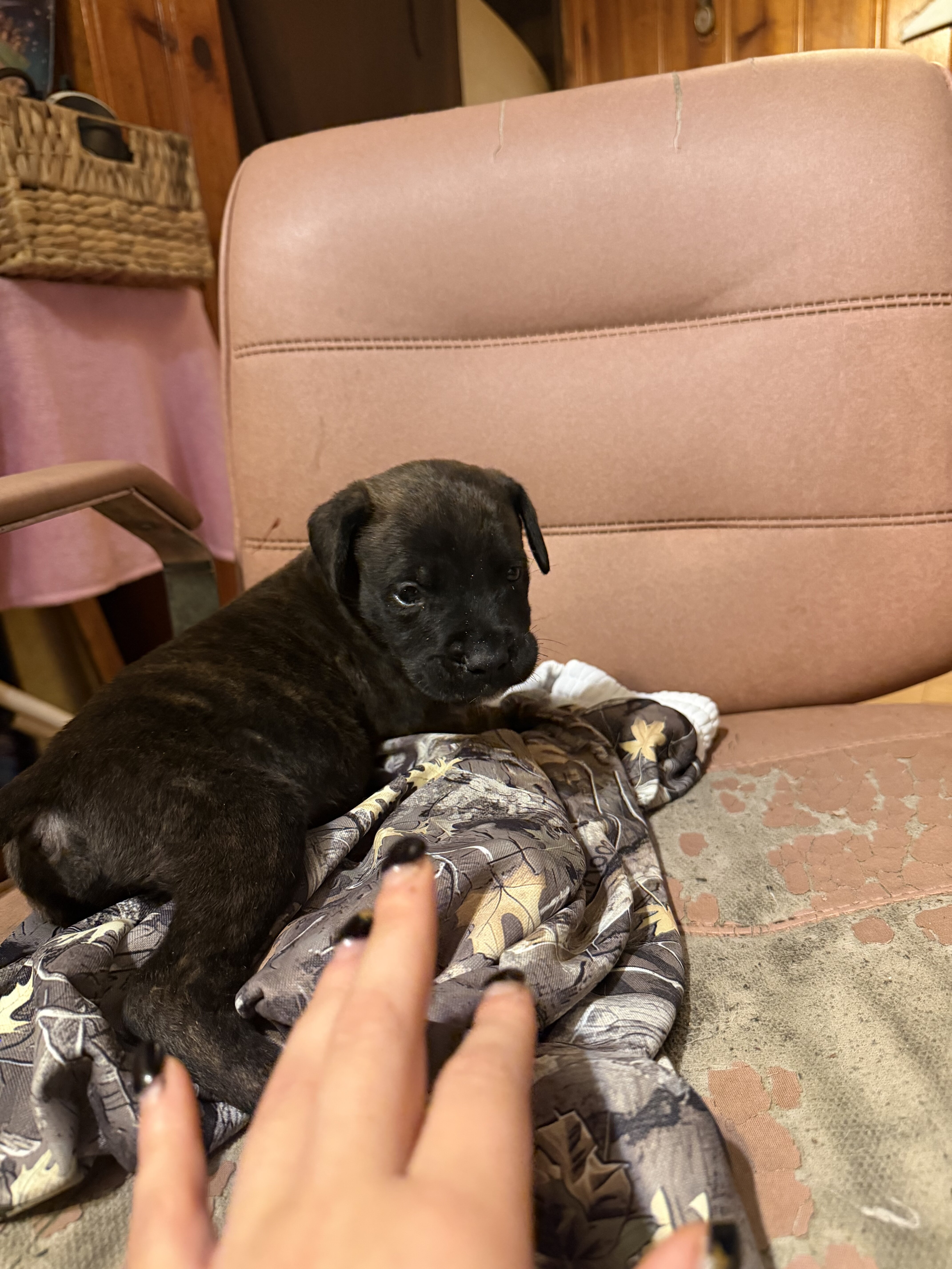 4 mastiffs Great Dane puppies image 3
