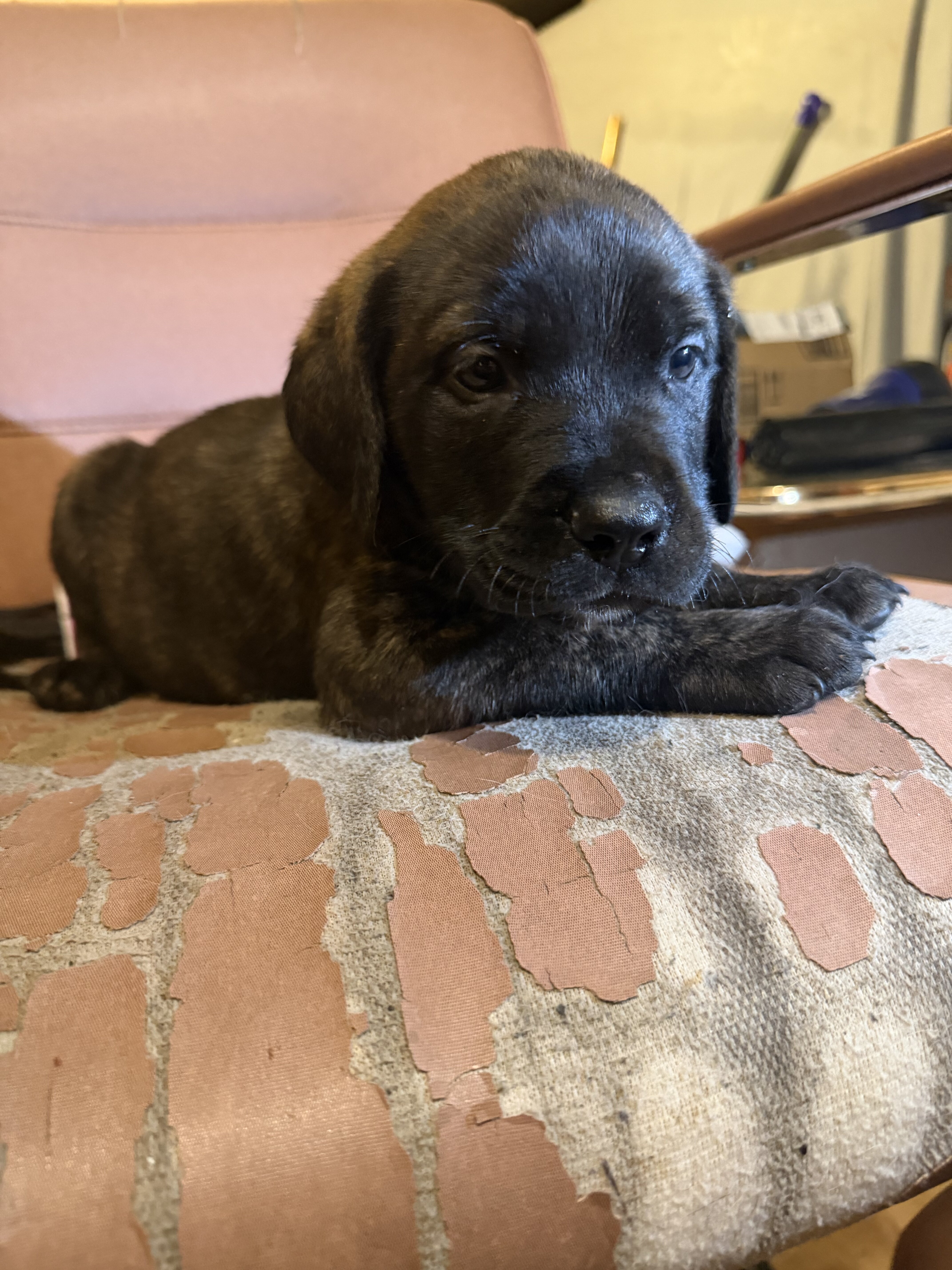 4 mastiffs Great Dane puppies image 6