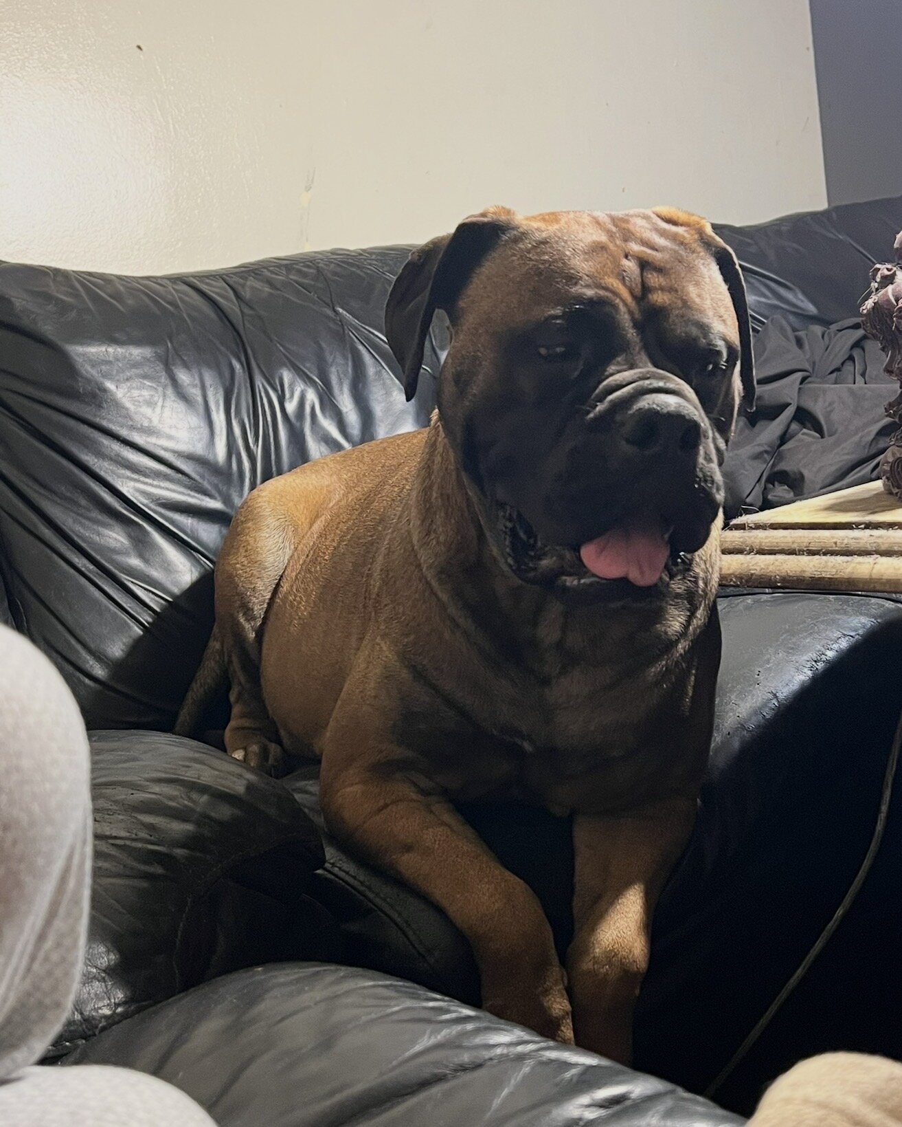 4 mastiffs Great Dane puppies image 5