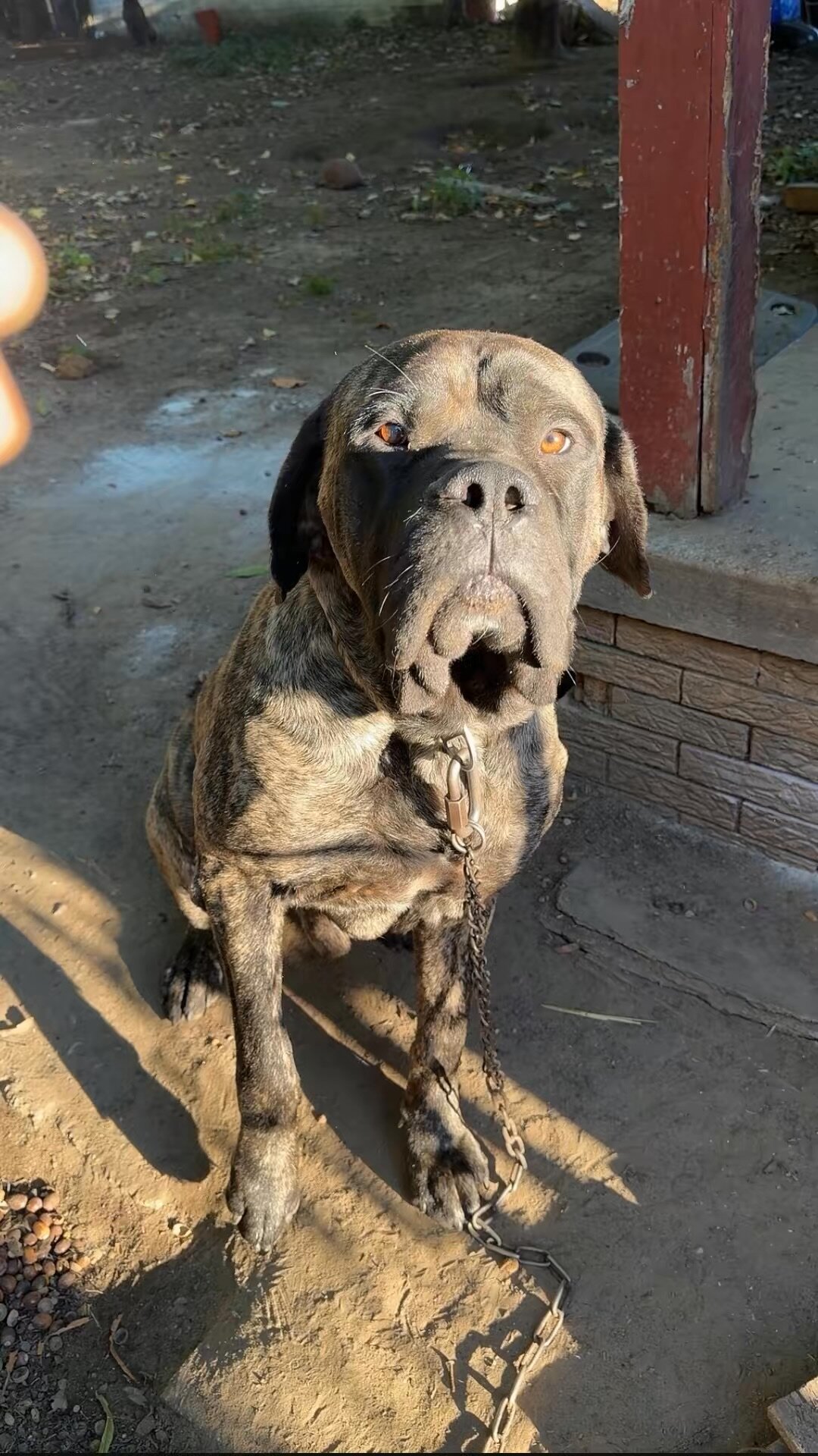 4 mastiffs Great Dane puppies image 4