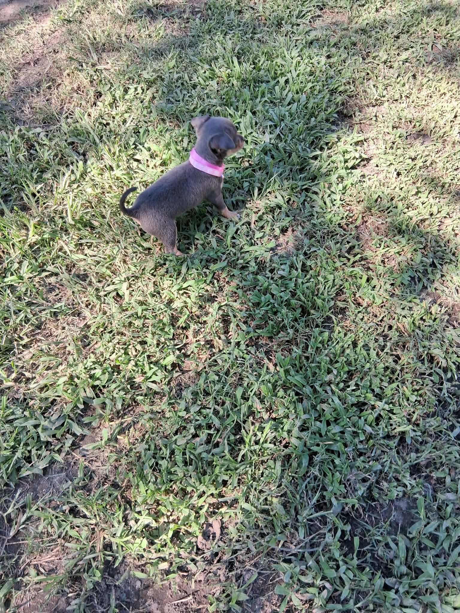 Chihuahua Puppy Girl Not Registered image 1