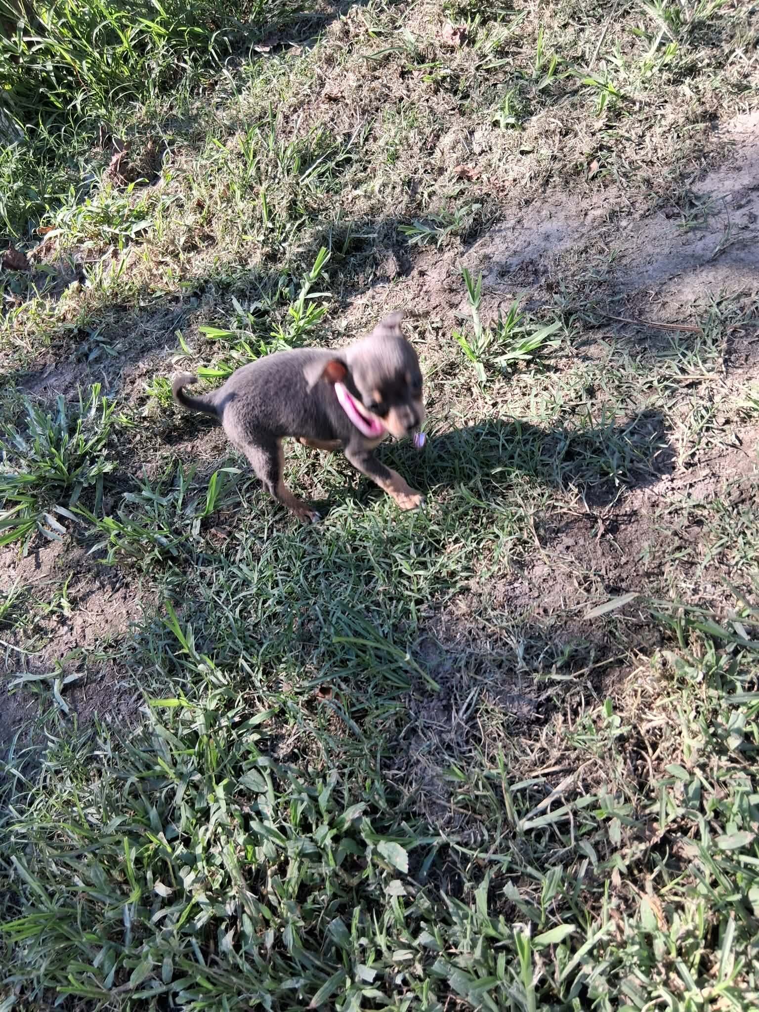 Chihuahua Puppy Girl Not Registered image 2