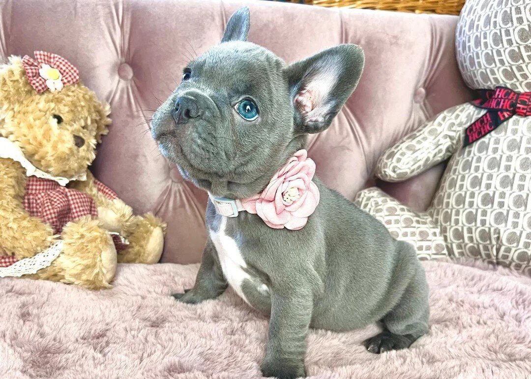 blue Eyes purebred French Bulldog puppies image 1