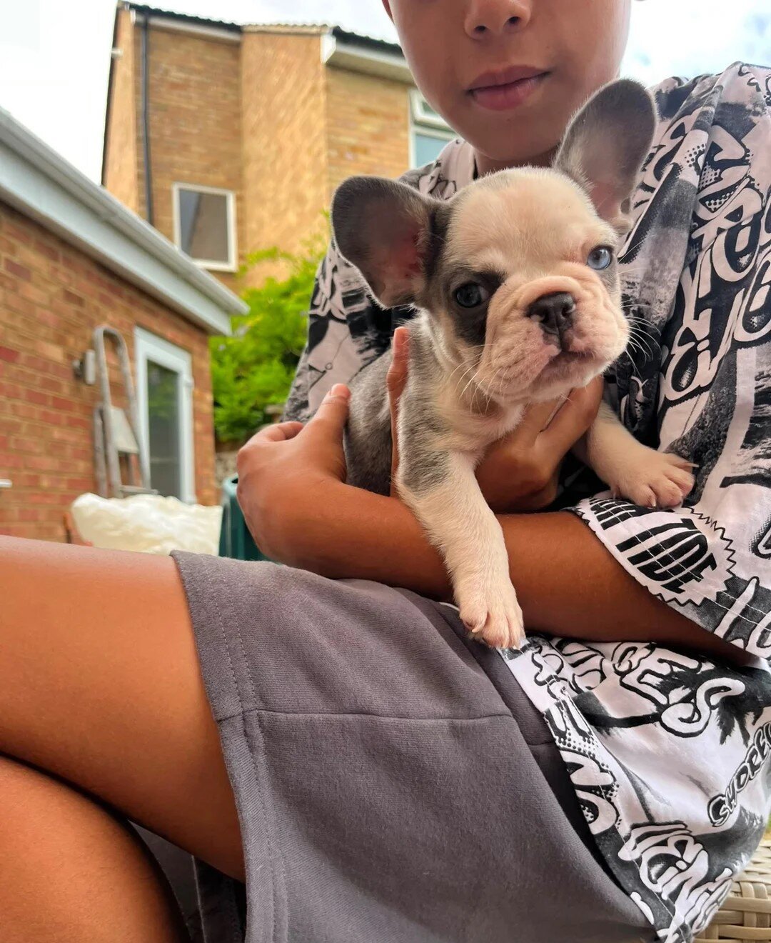 2 Male French bulldog puppies ready to go image 1