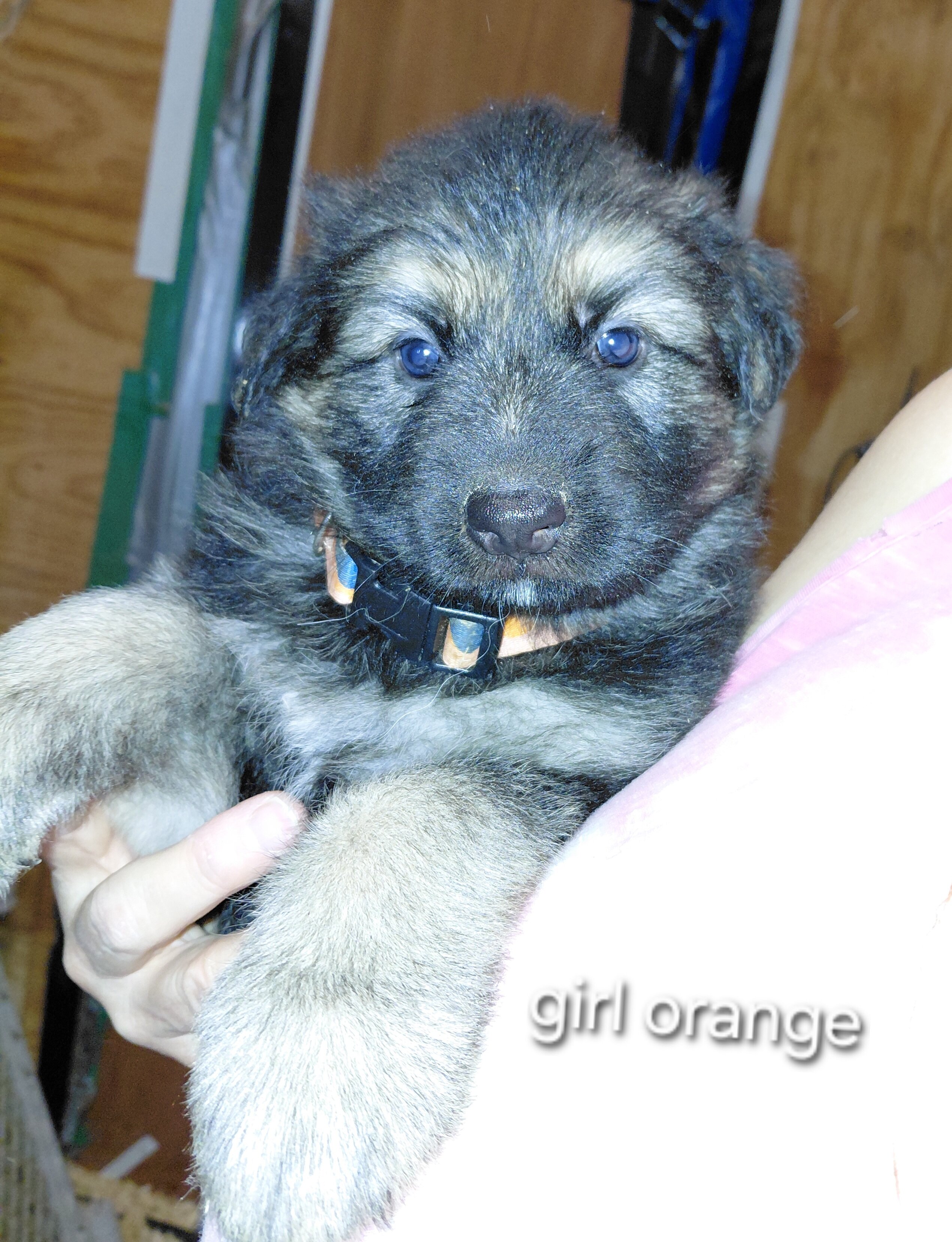 Puppies image 2