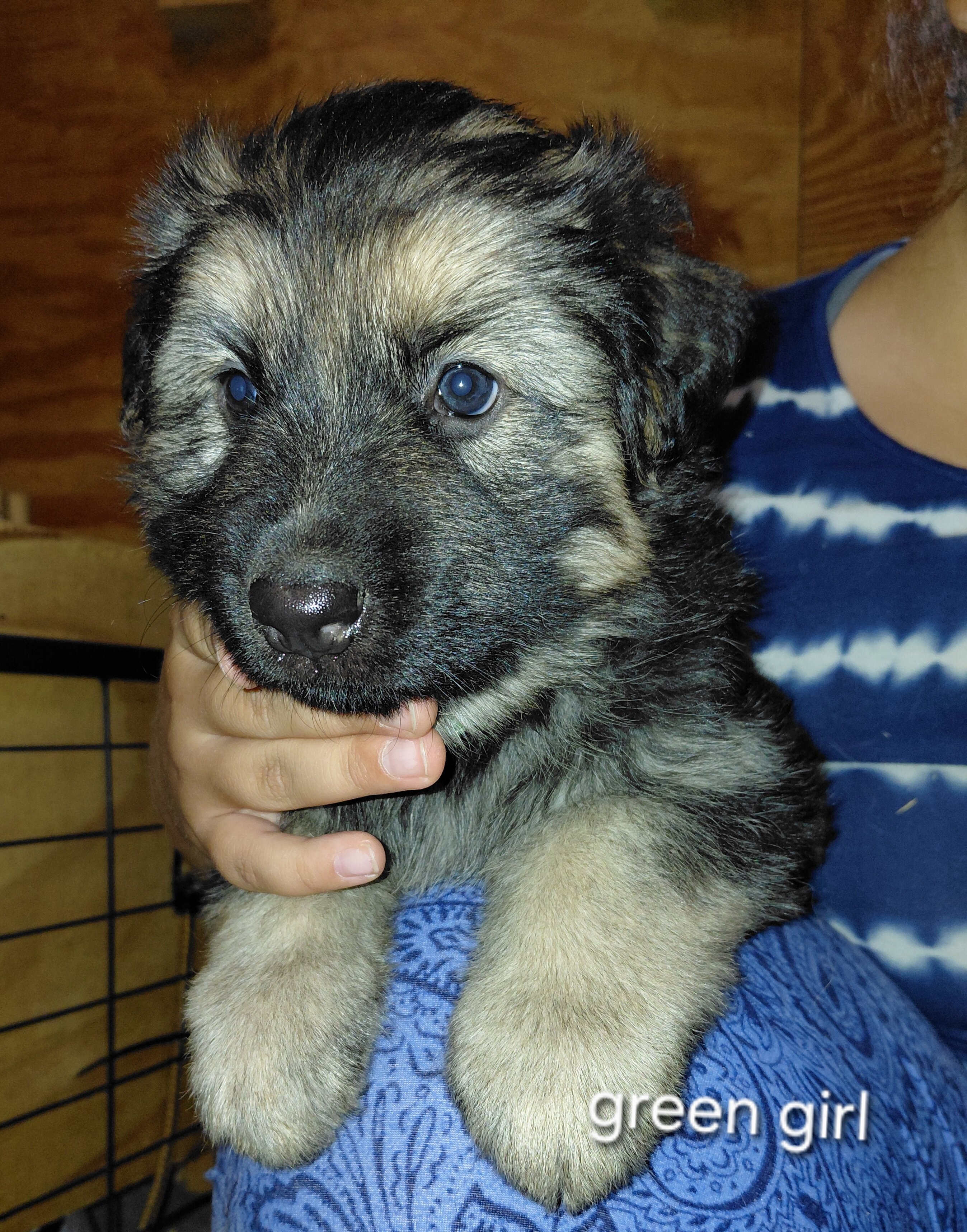 Puppies image 1