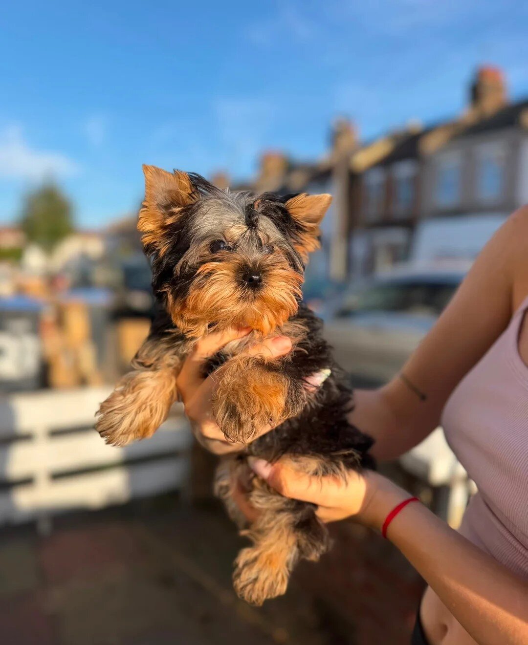 Beautiful Yorkshire Terrier Puppies-Boy & Girl image 1