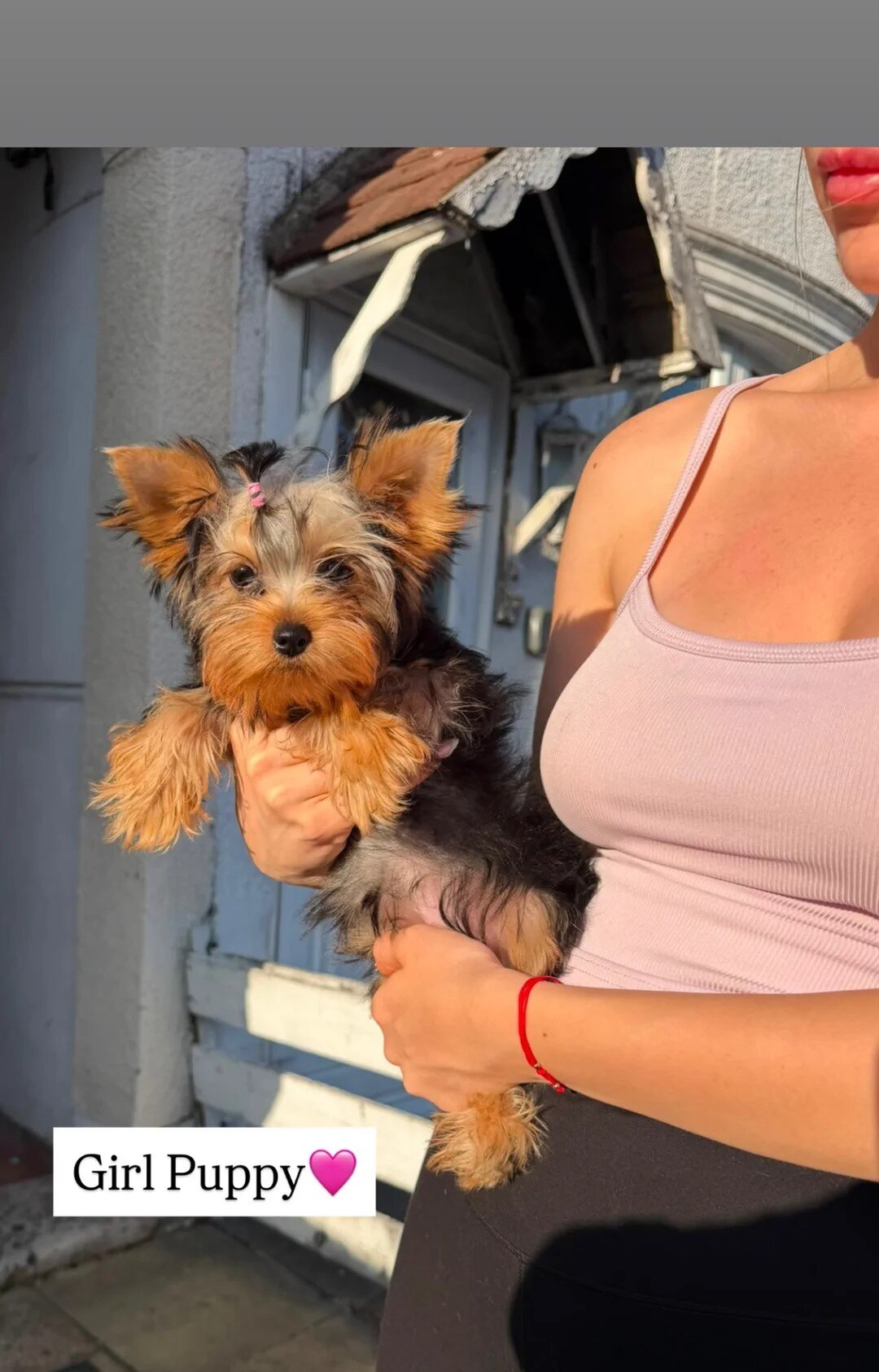 Beautiful Yorkshire Terrier Puppies-Boy & Girl image 2